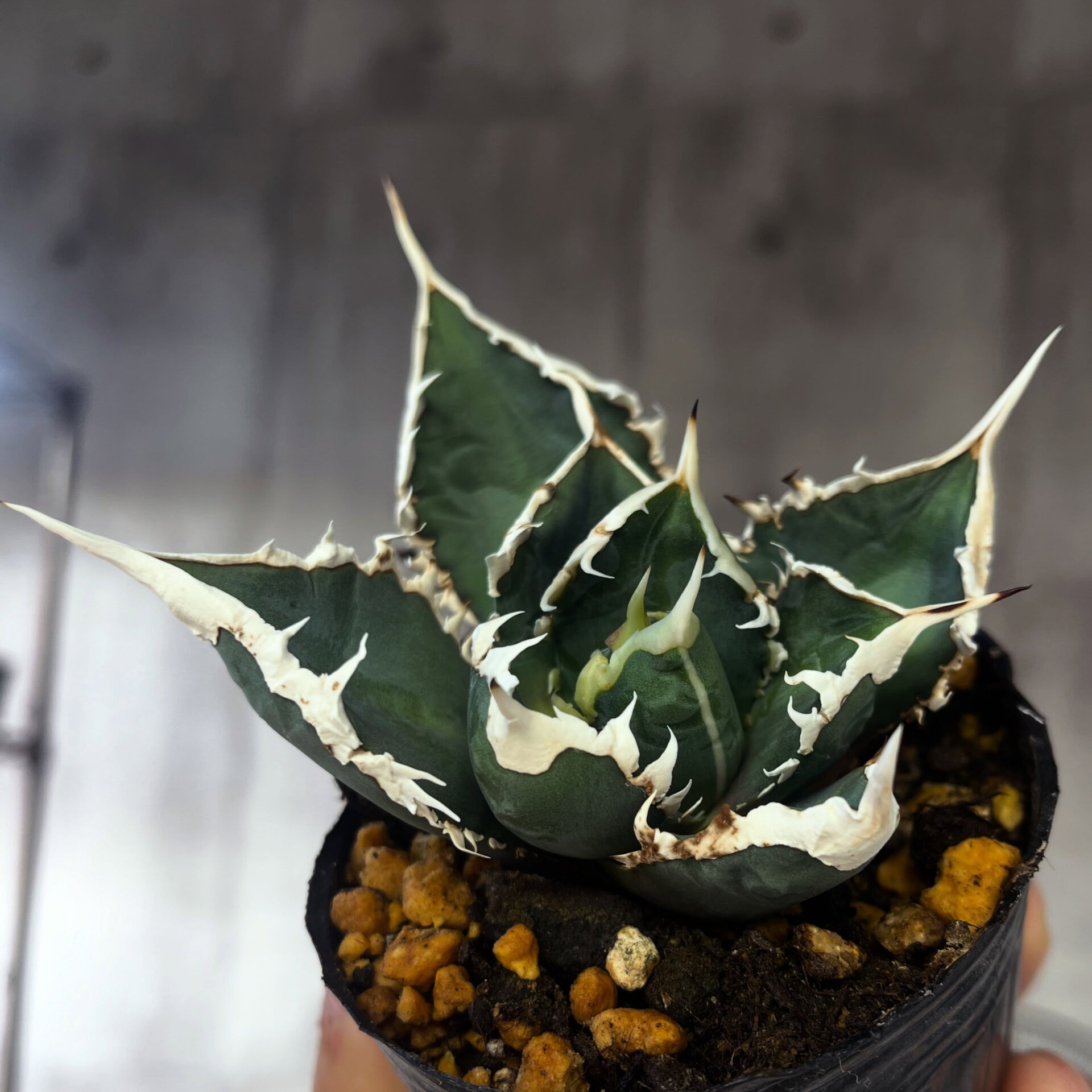 斑入り植物専門店〜錦〜です