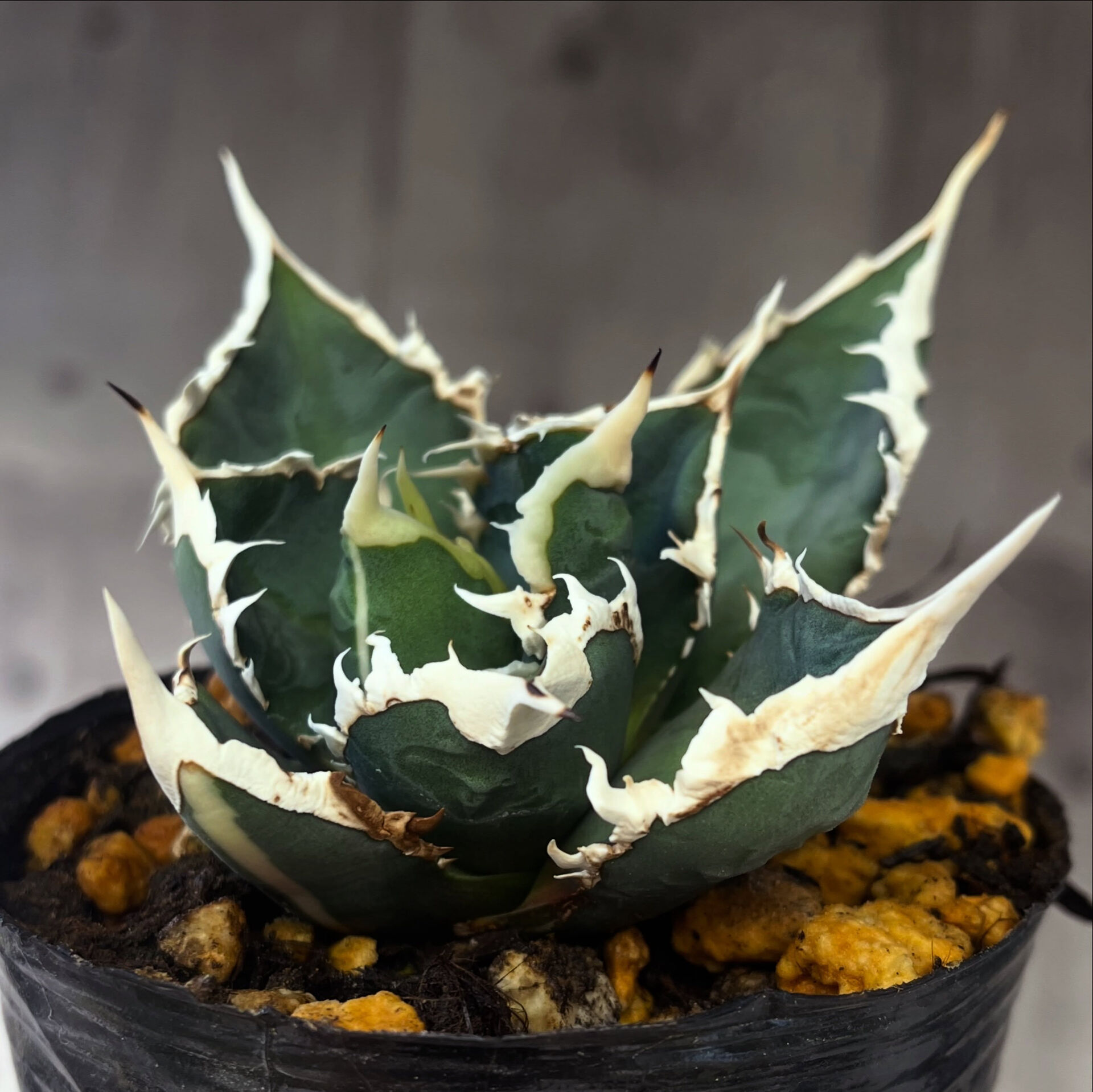 斑入り植物専門店〜錦〜です