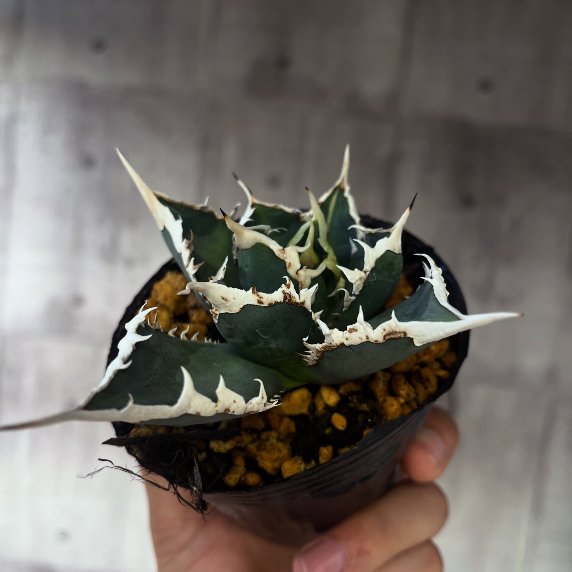 斑入り植物専門店〜錦〜です