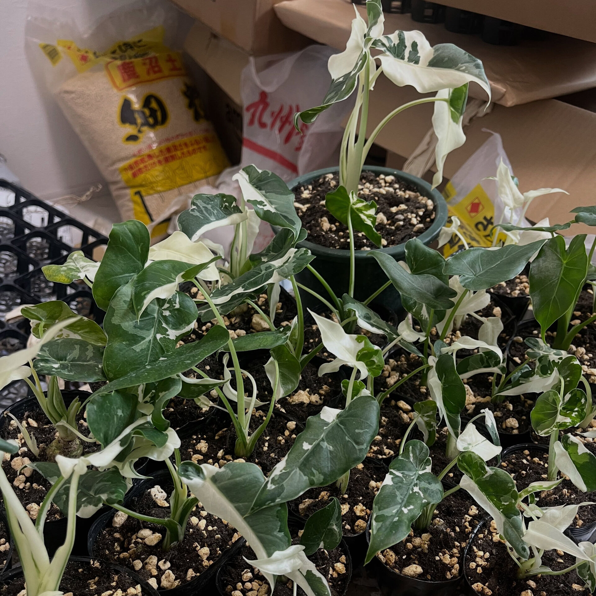 斑入り植物専門店〜錦〜です