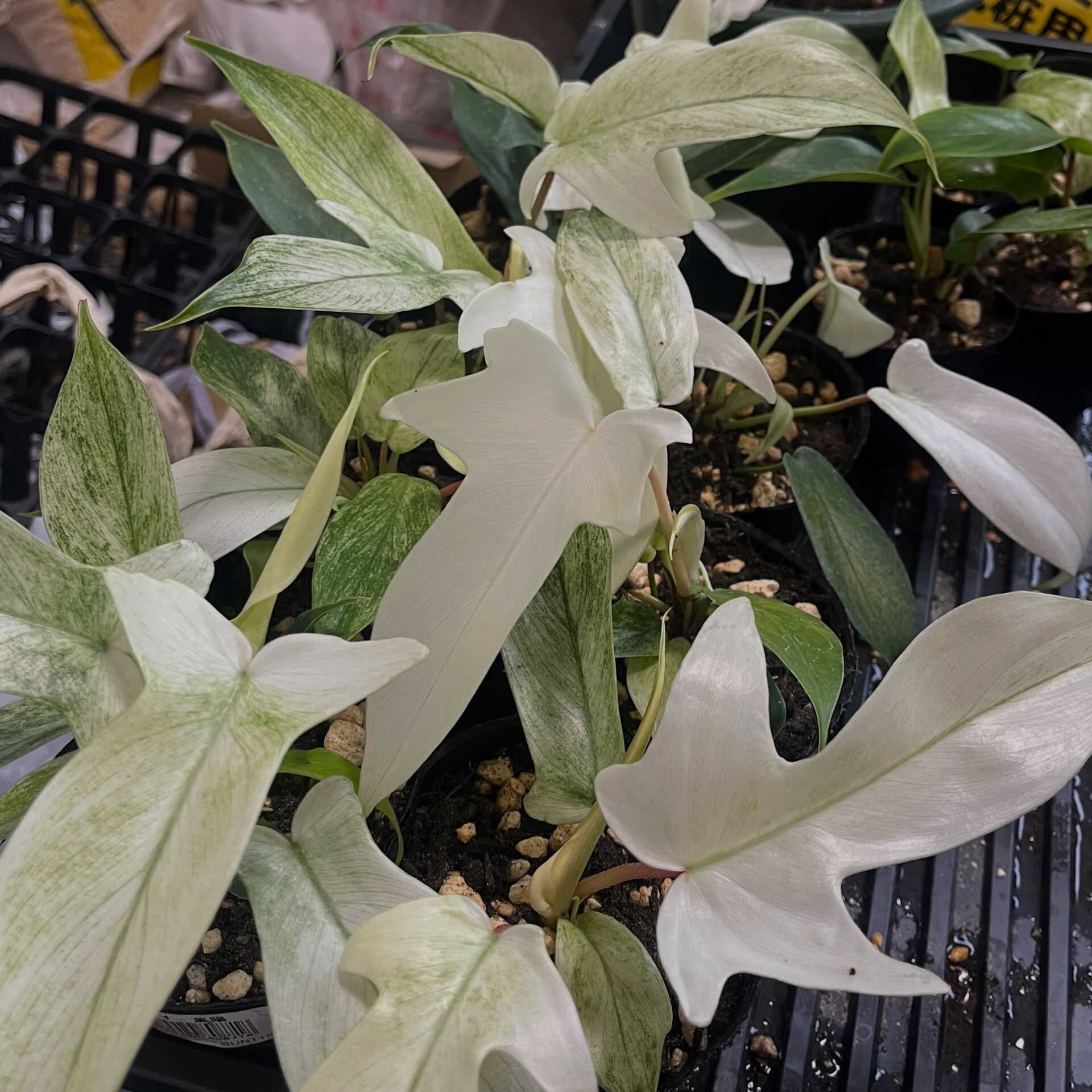 斑入り植物専門店〜錦〜です