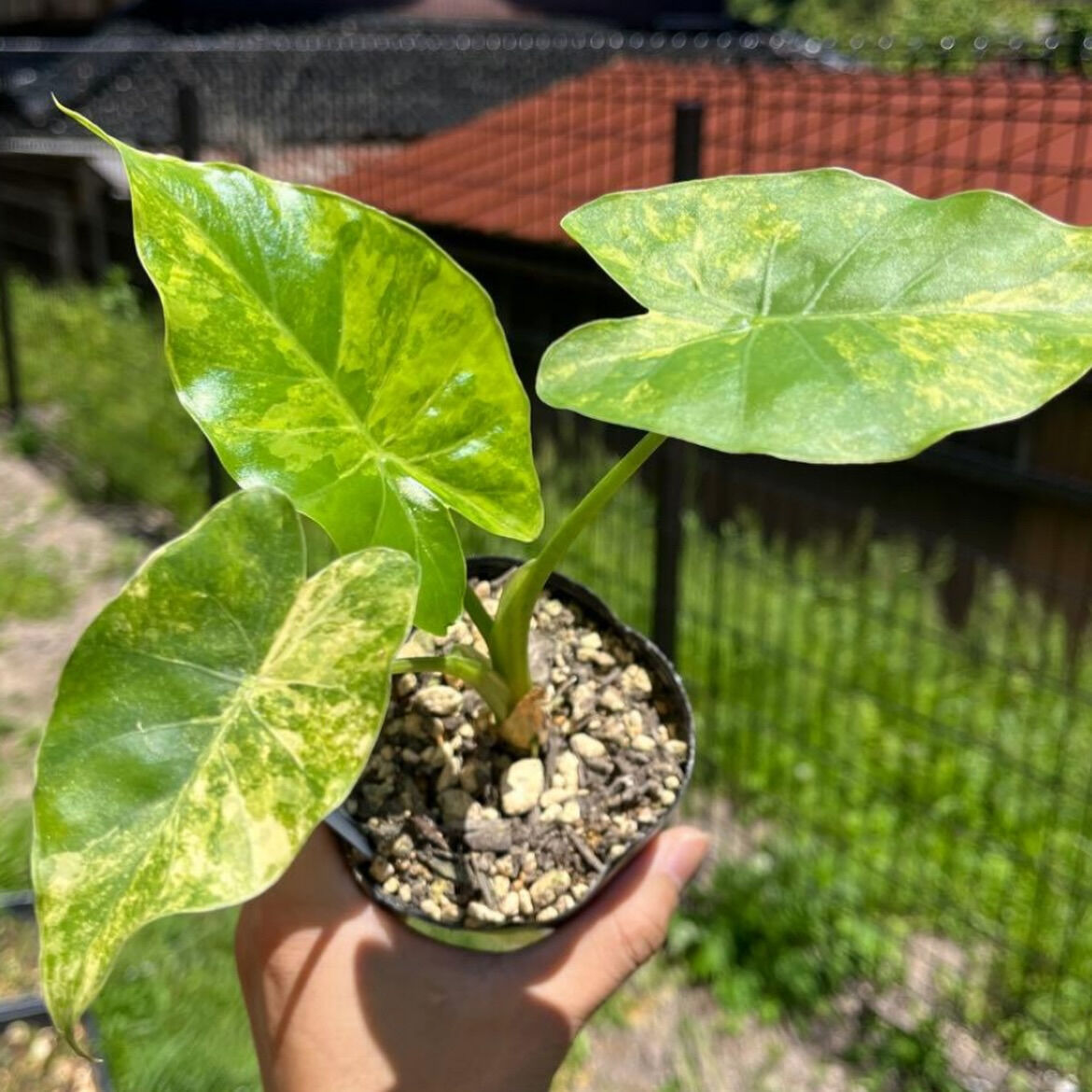 斑入り植物専門店〜錦〜です