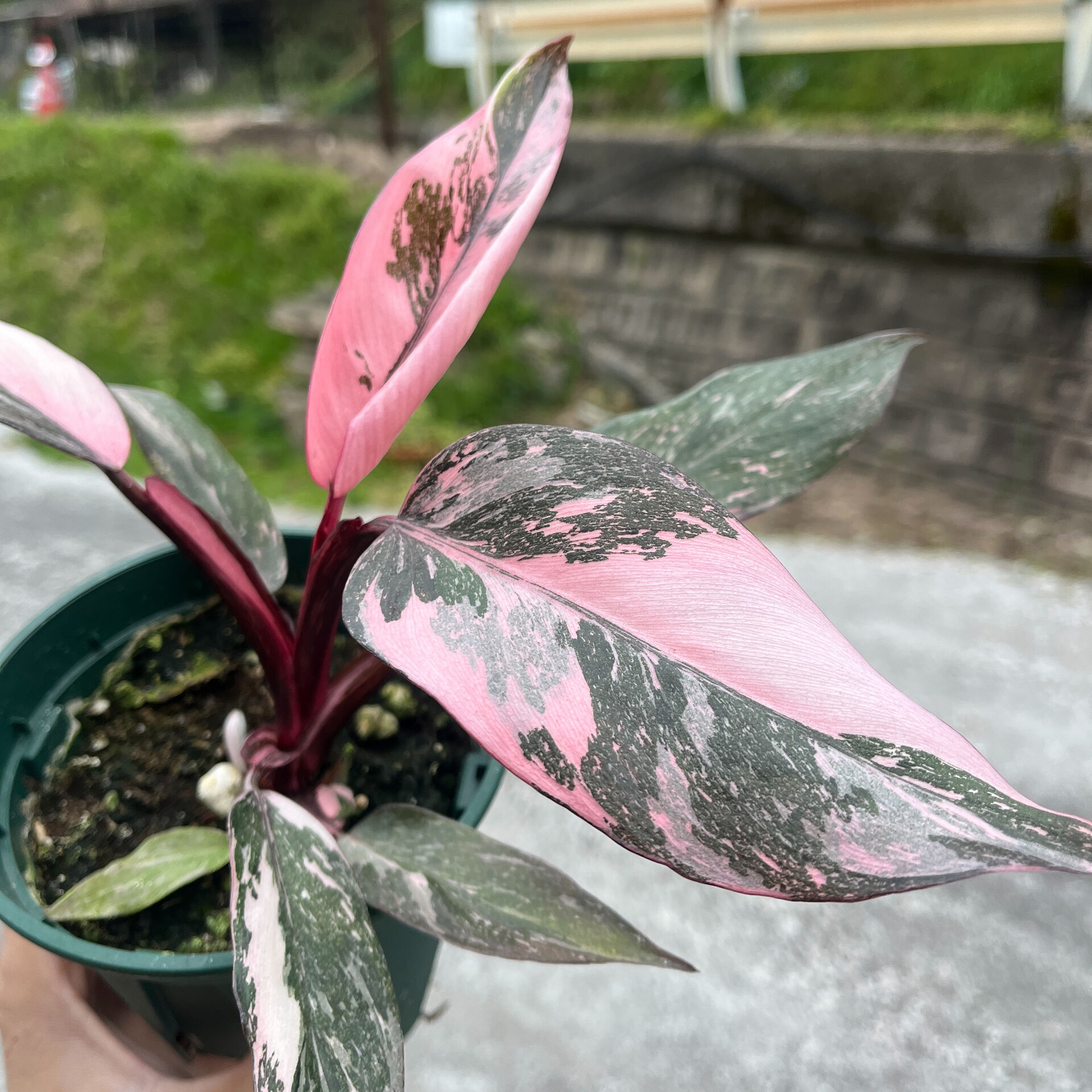 斑入り植物専門店〜錦〜です
