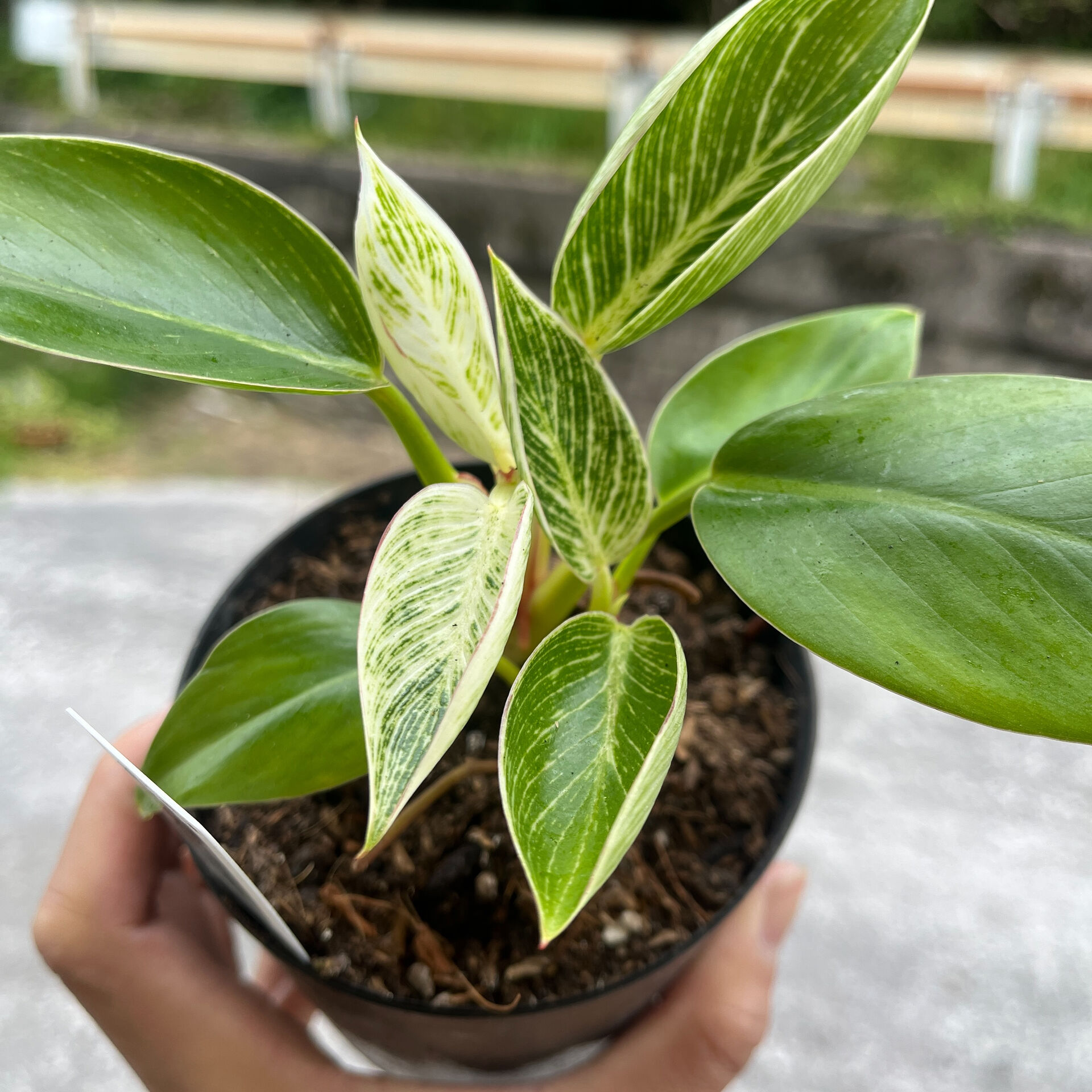 斑入り植物専門店〜錦〜です