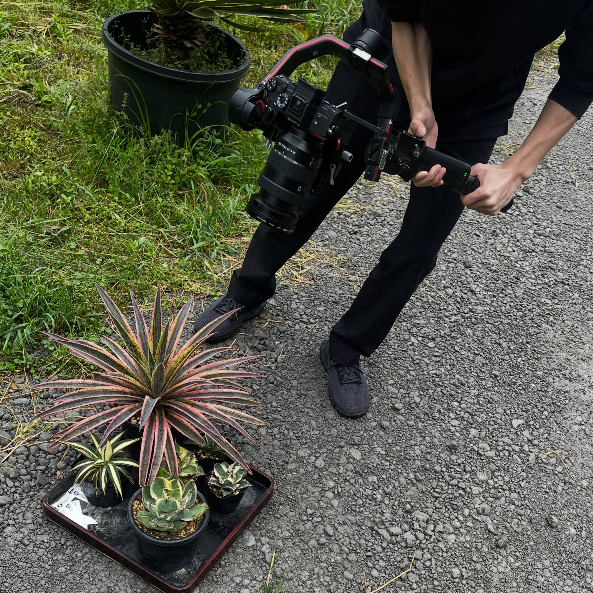 斑入り植物専門店〜錦〜です