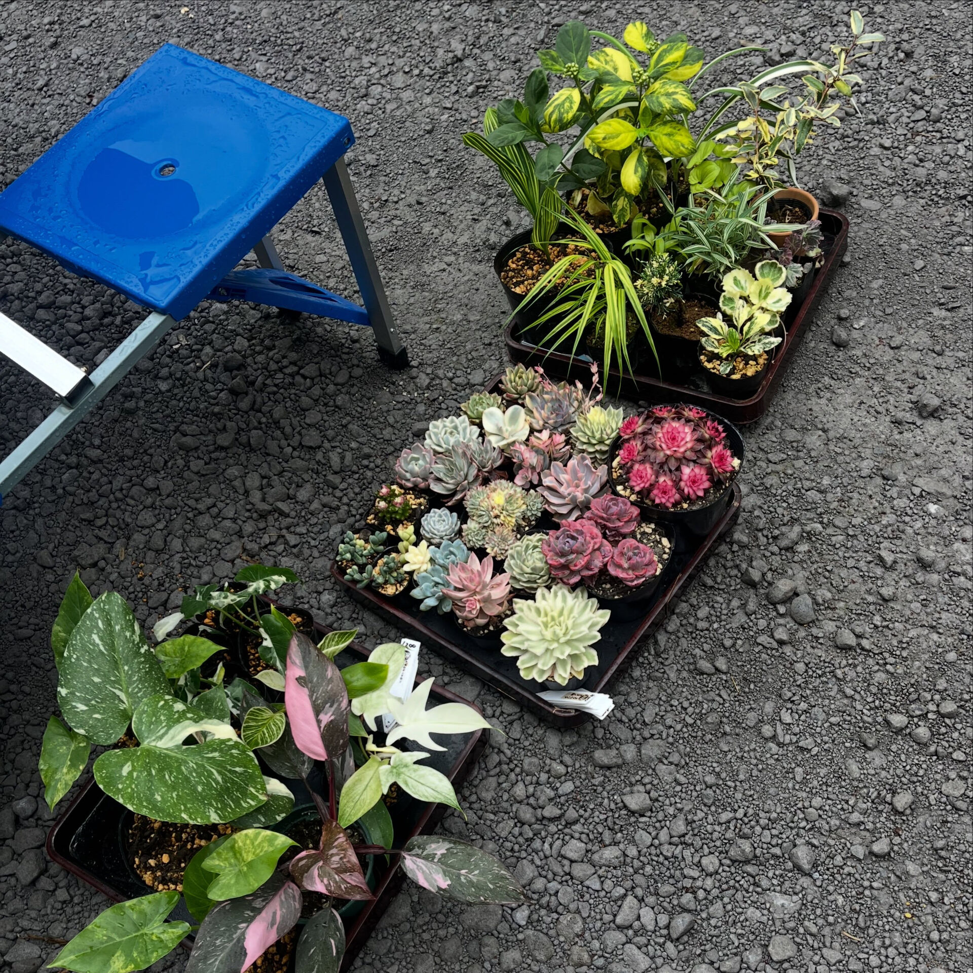 斑入り植物専門店〜錦〜です