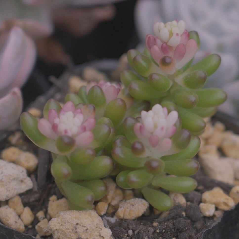 斑入り植物専門店〜錦〜です