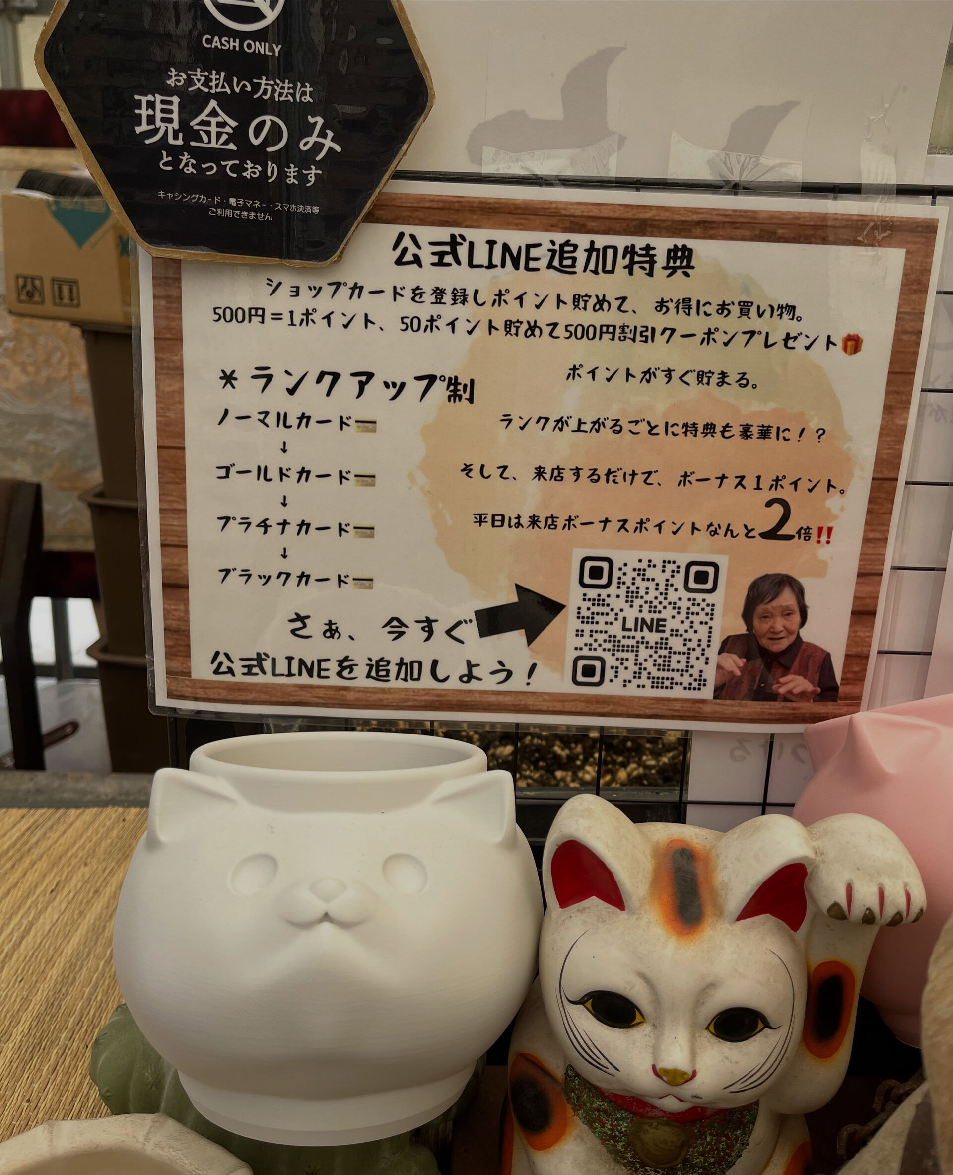 斑入り植物専門店〜錦〜です🔥