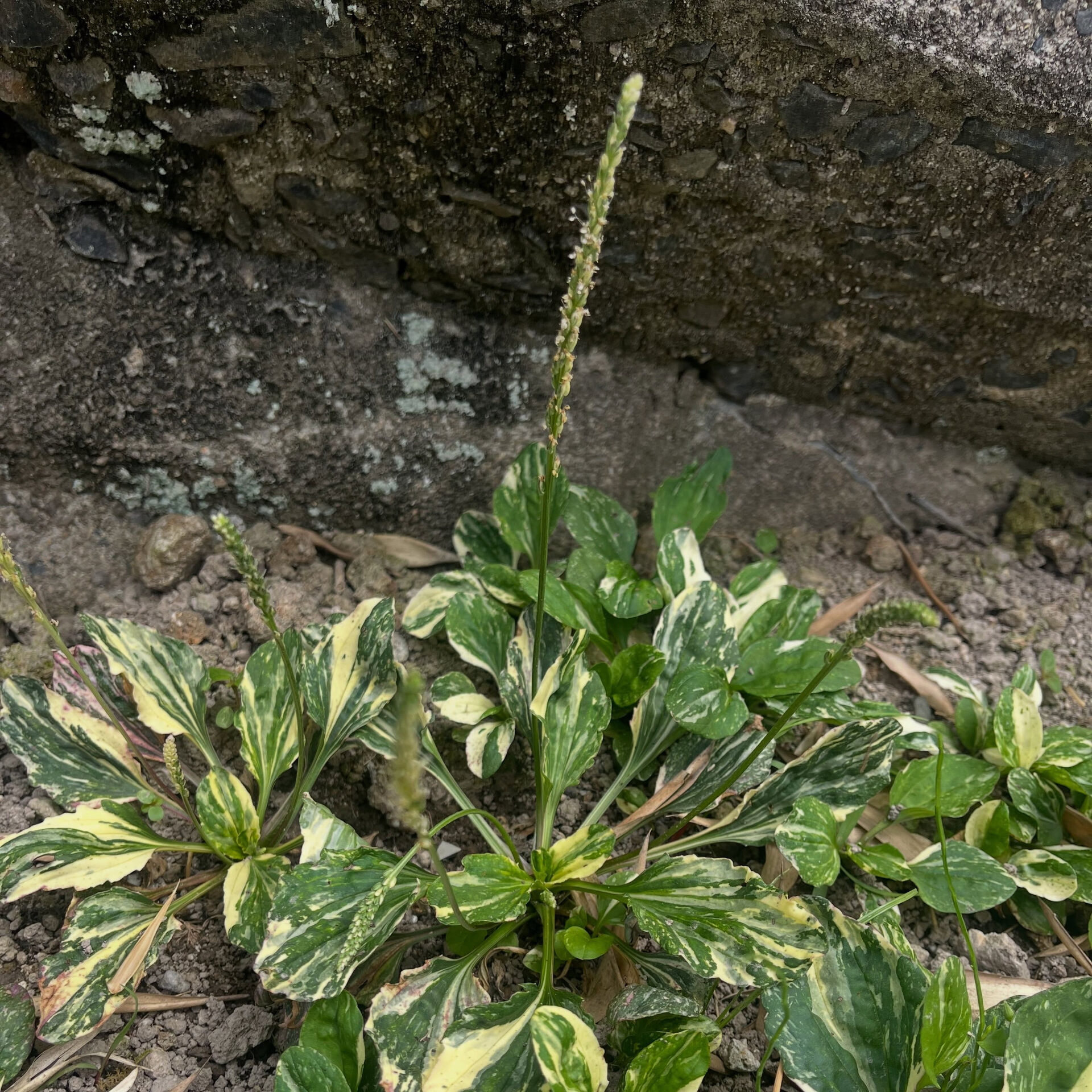 斑入り植物専門店〜錦〜です
