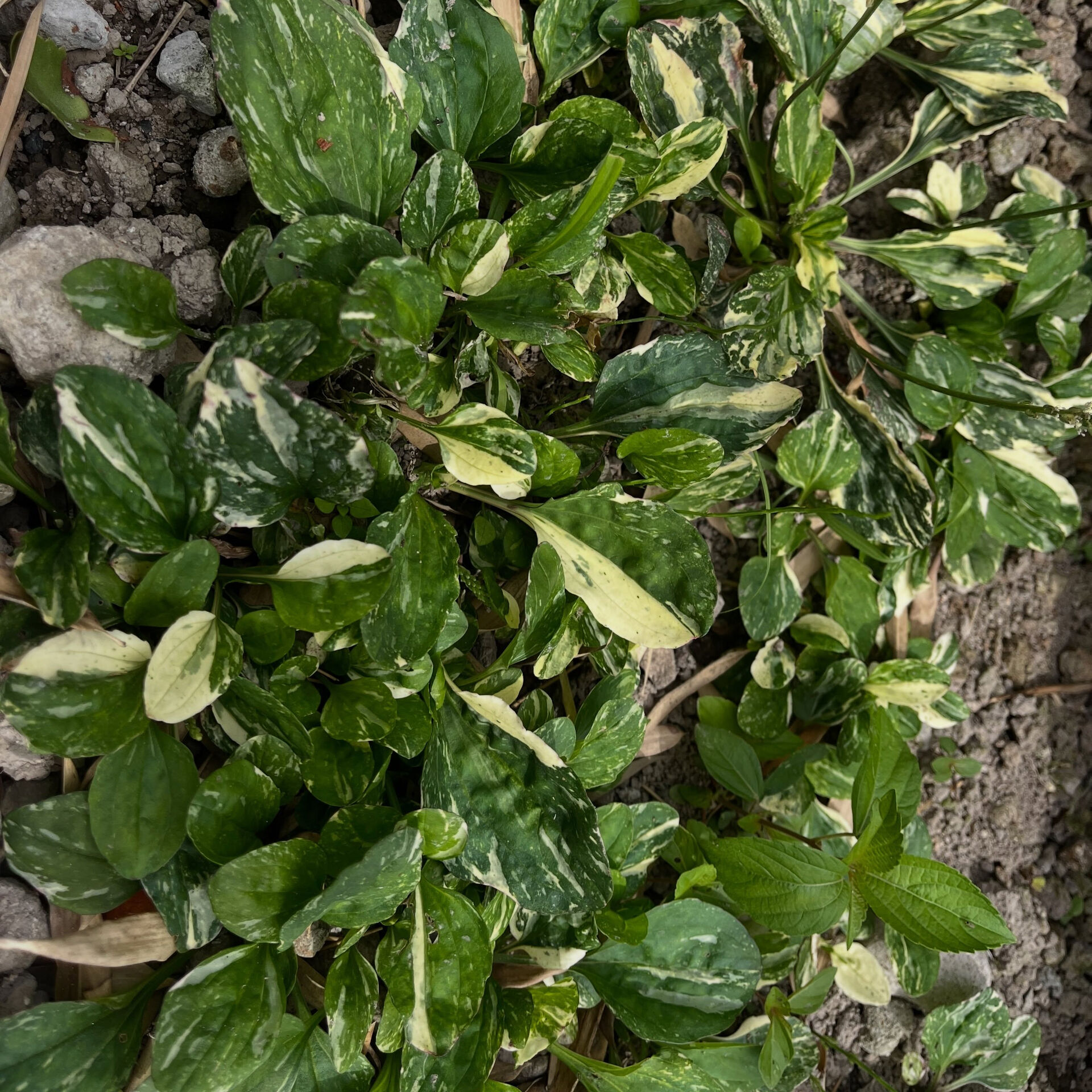 斑入り植物専門店〜錦〜です