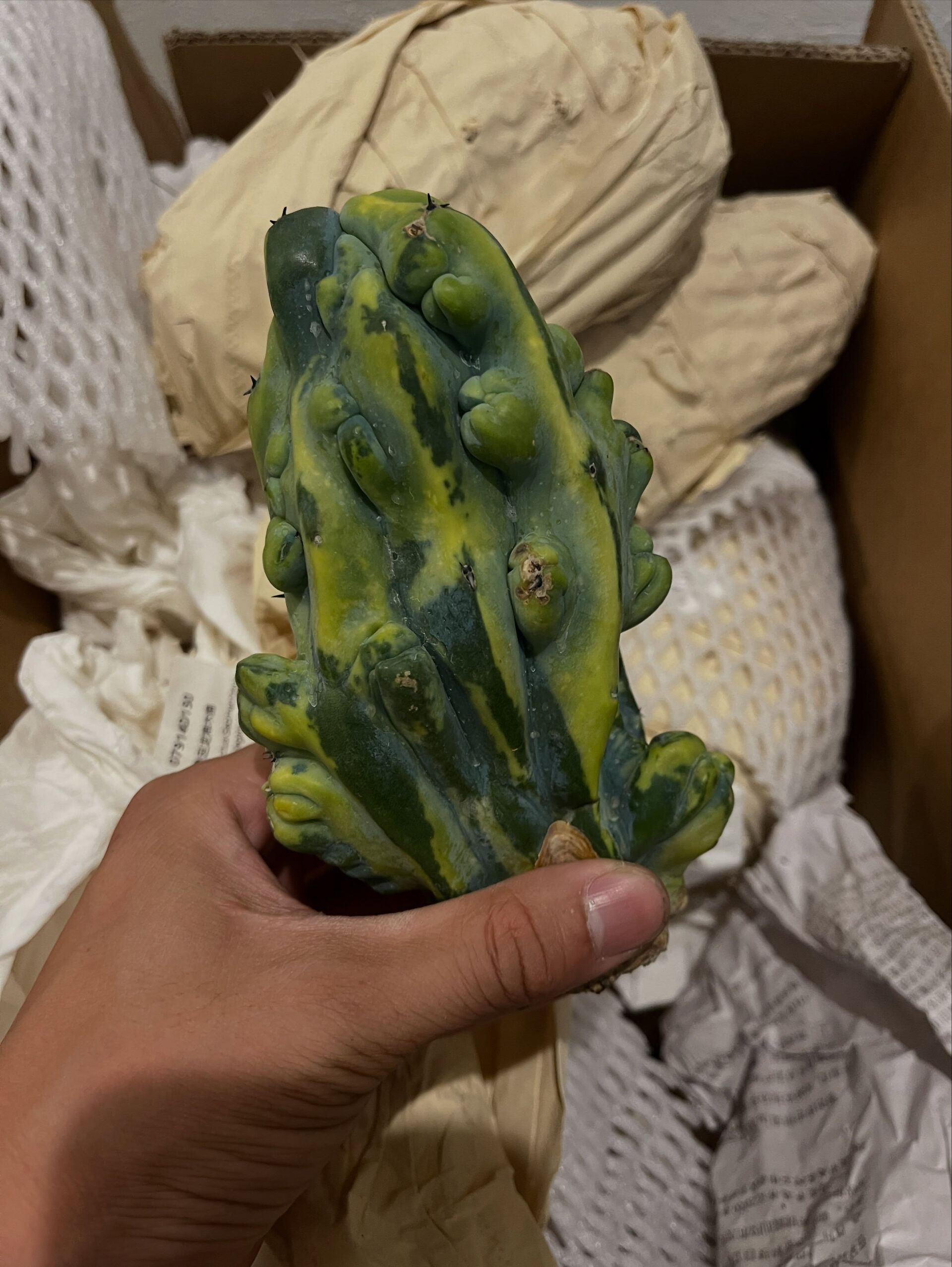 斑入り植物専門店〜錦〜です