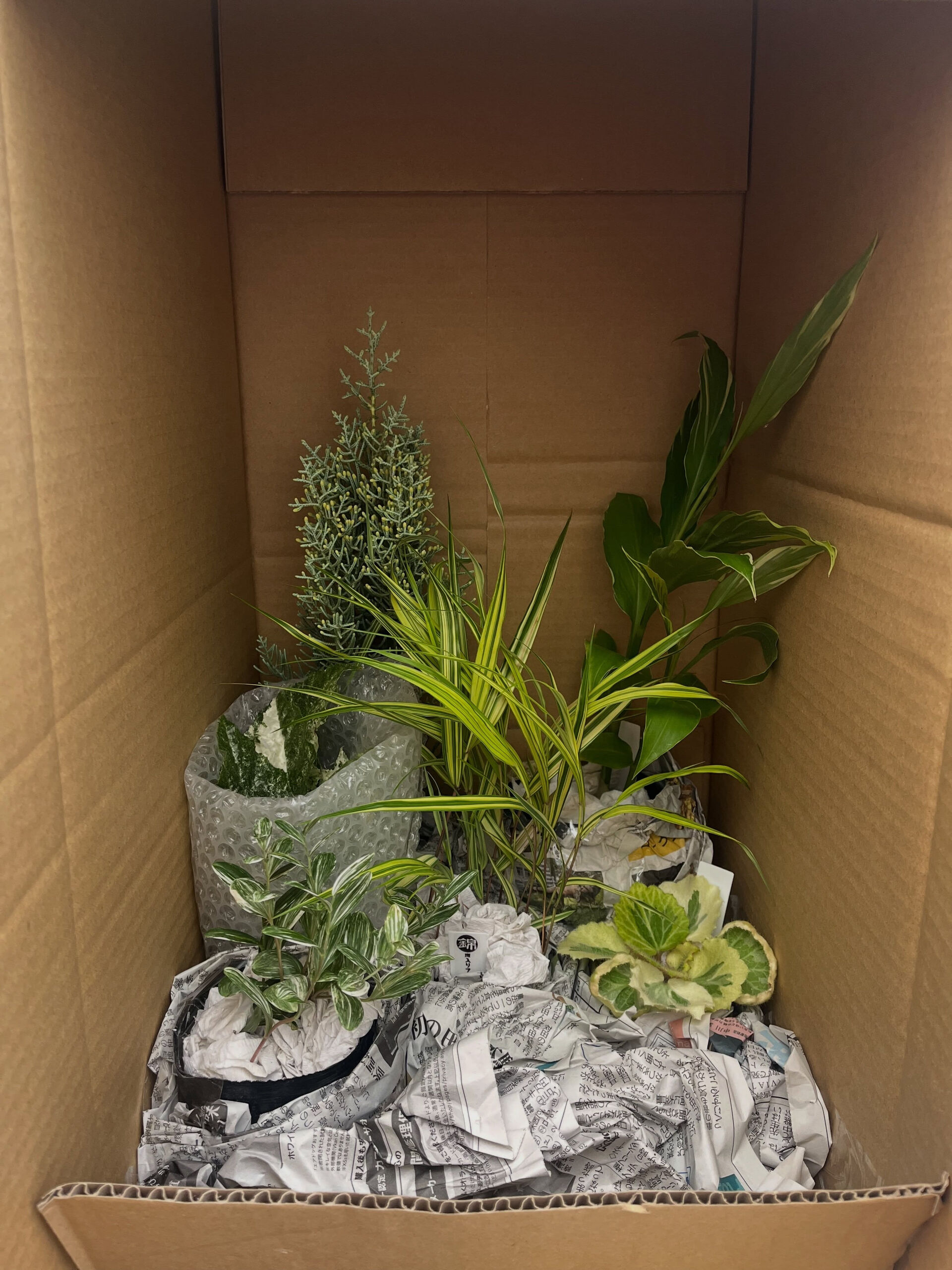 斑入り植物専門店〜錦〜です