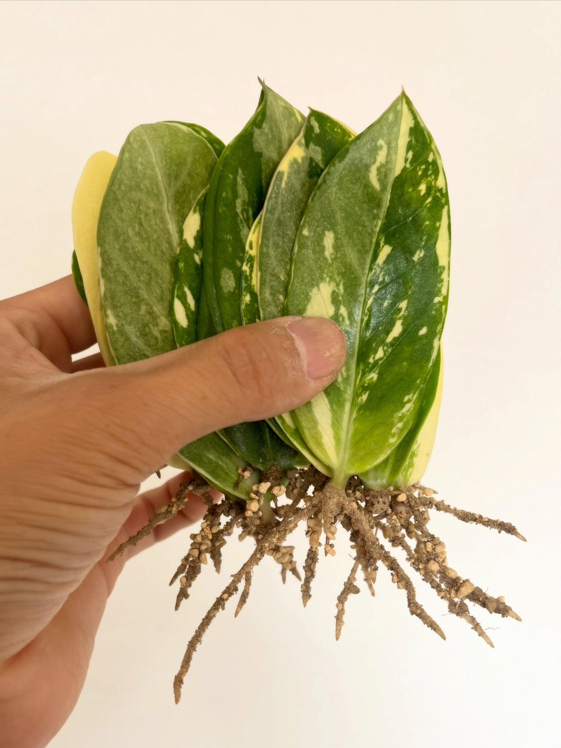 斑入り植物専門店〜錦〜です