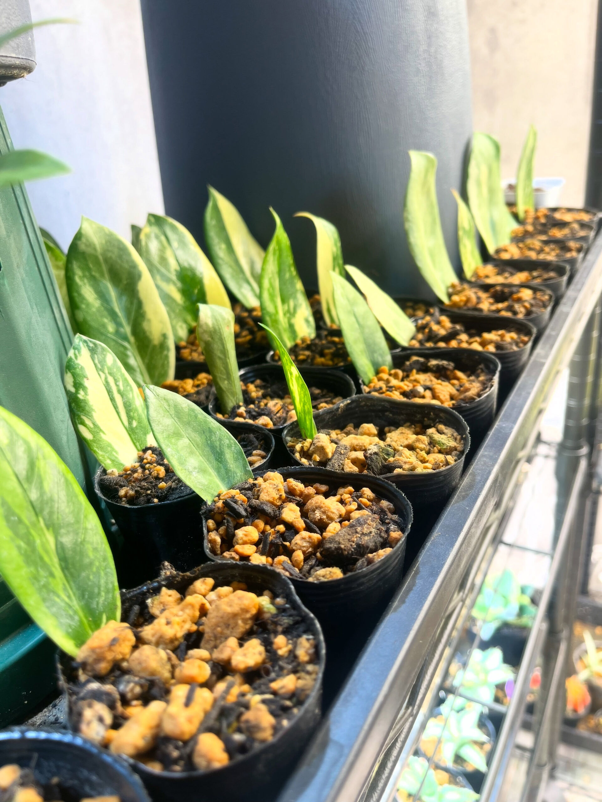 斑入り植物専門店〜錦〜です