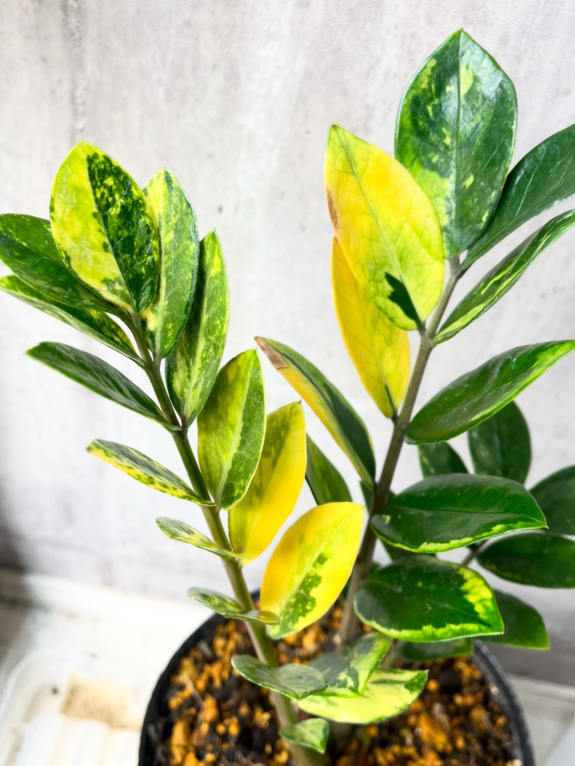斑入り植物専門店〜錦〜です