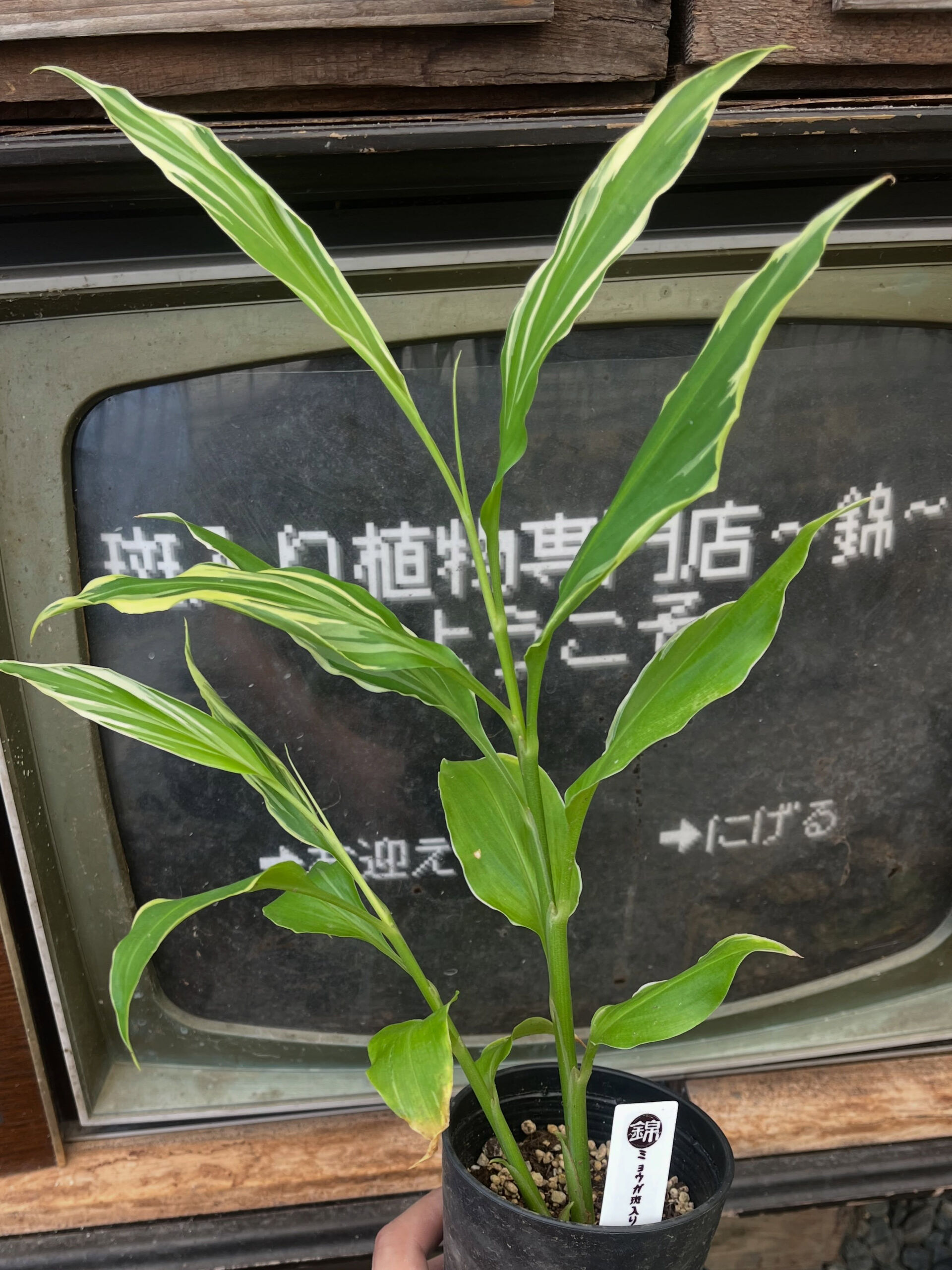 斑入り植物専門店〜錦〜です