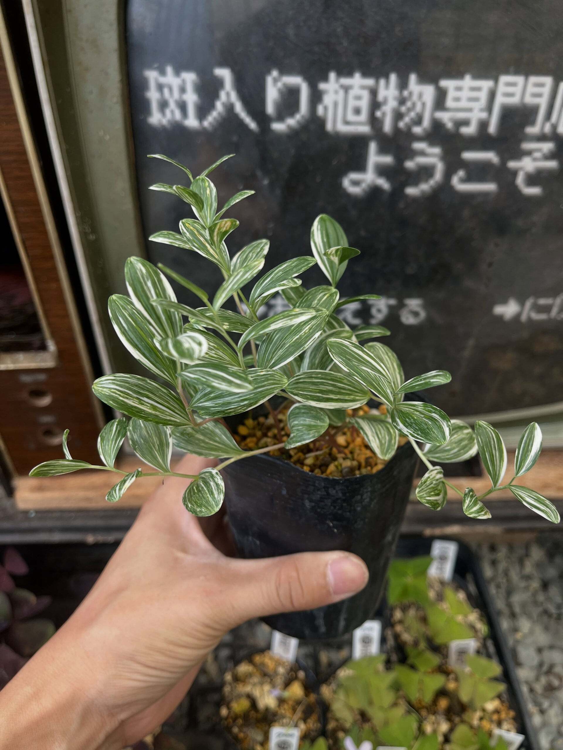 斑入り植物専門店〜錦〜です