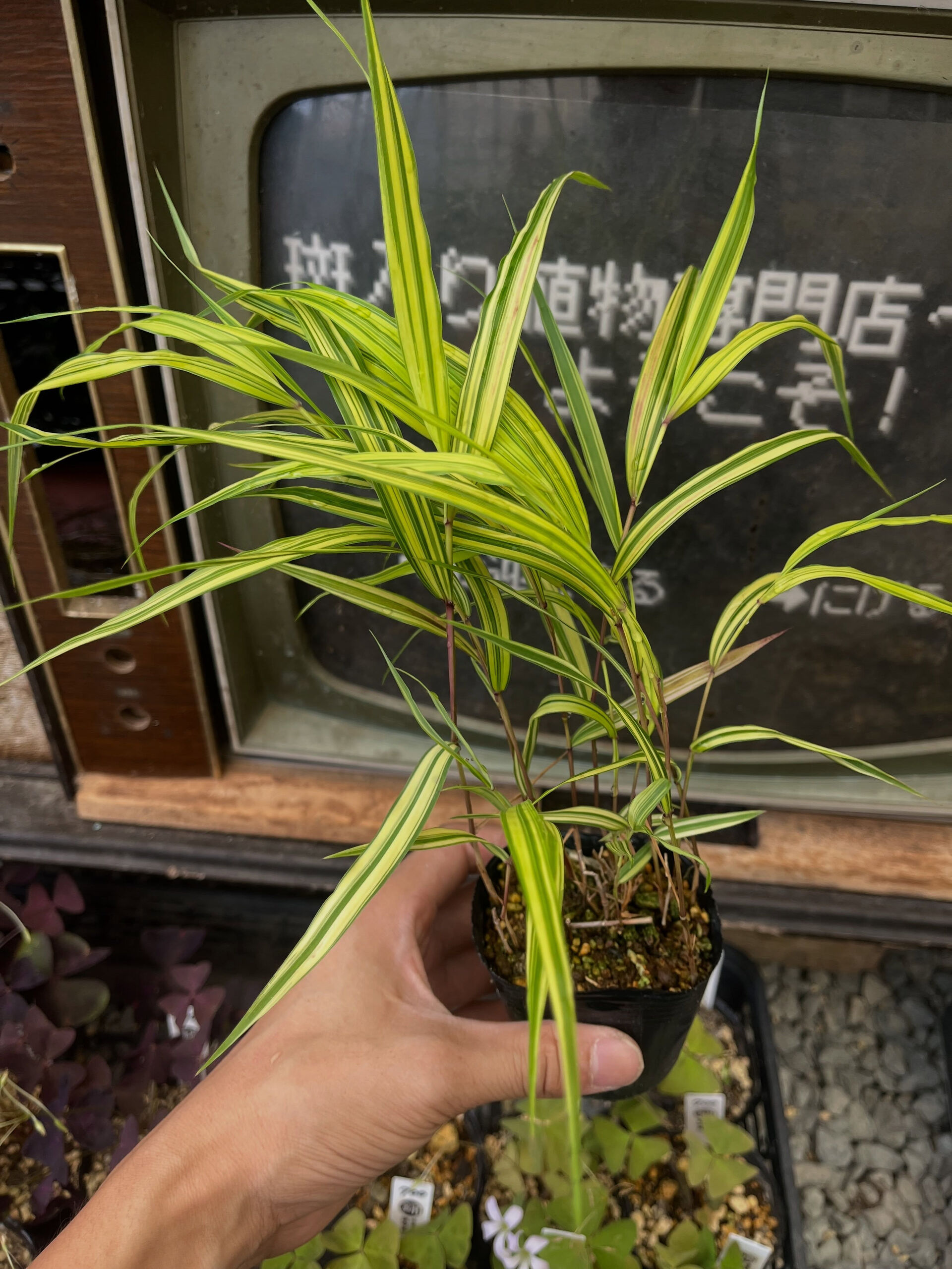 斑入り植物専門店〜錦〜です