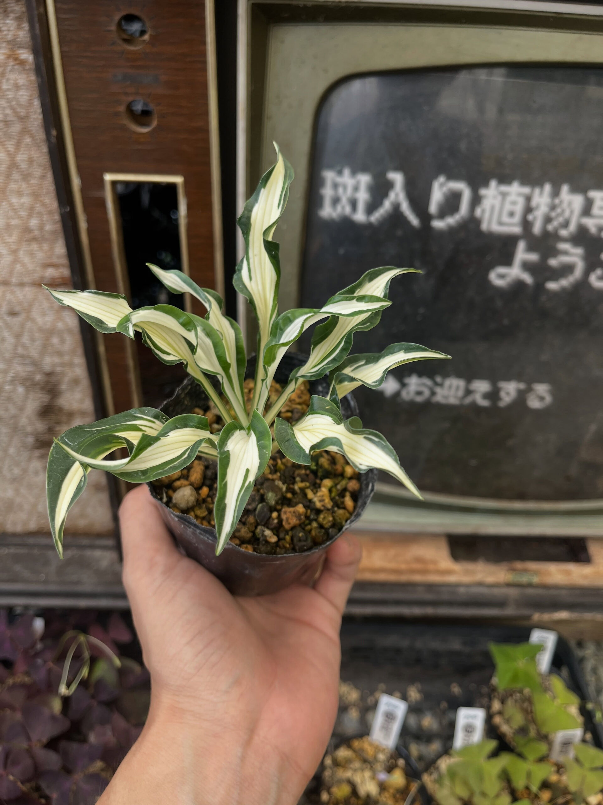 斑入り植物専門店〜錦〜です
