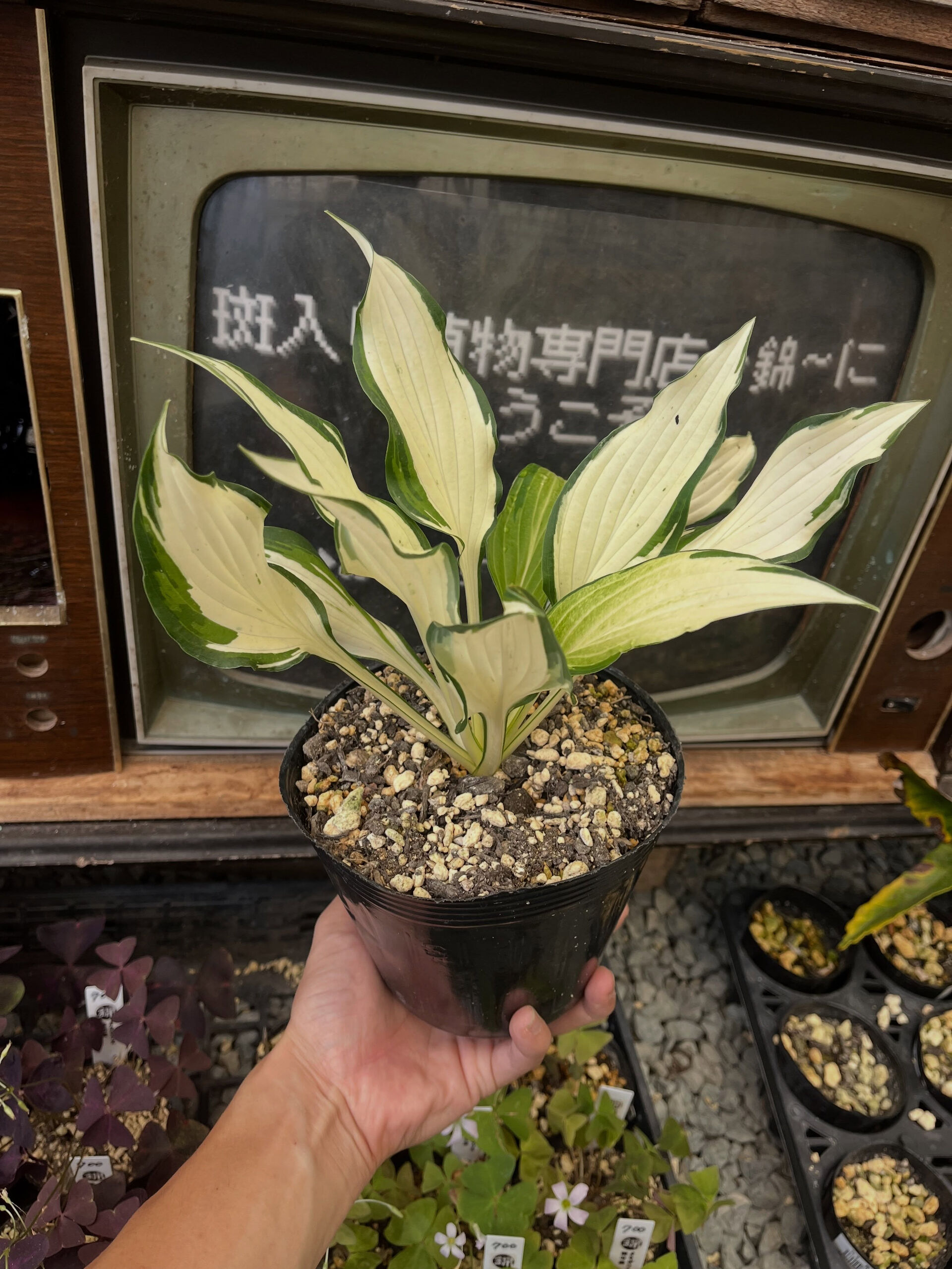 斑入り植物専門店〜錦〜です