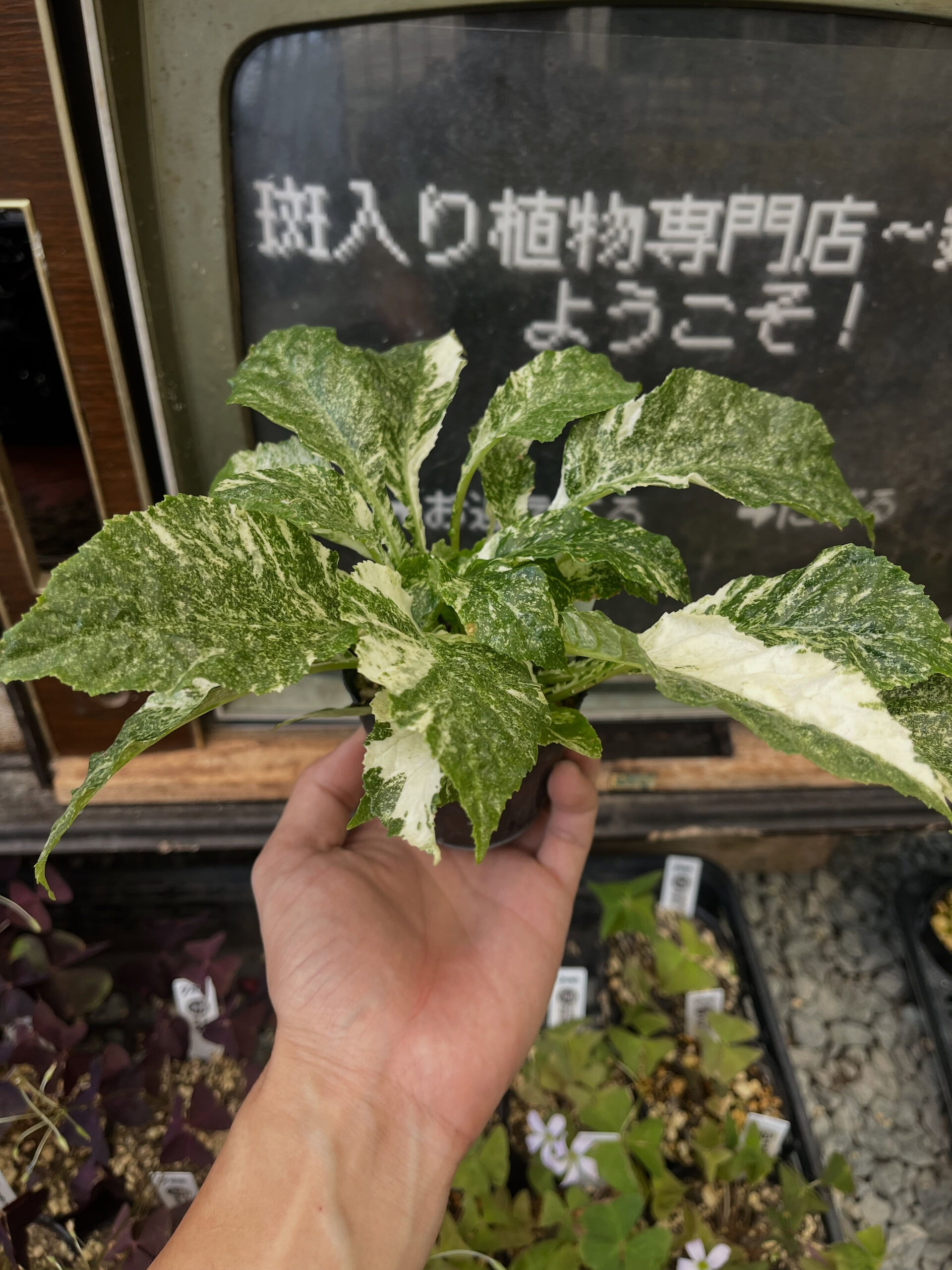 斑入り植物専門店〜錦〜です