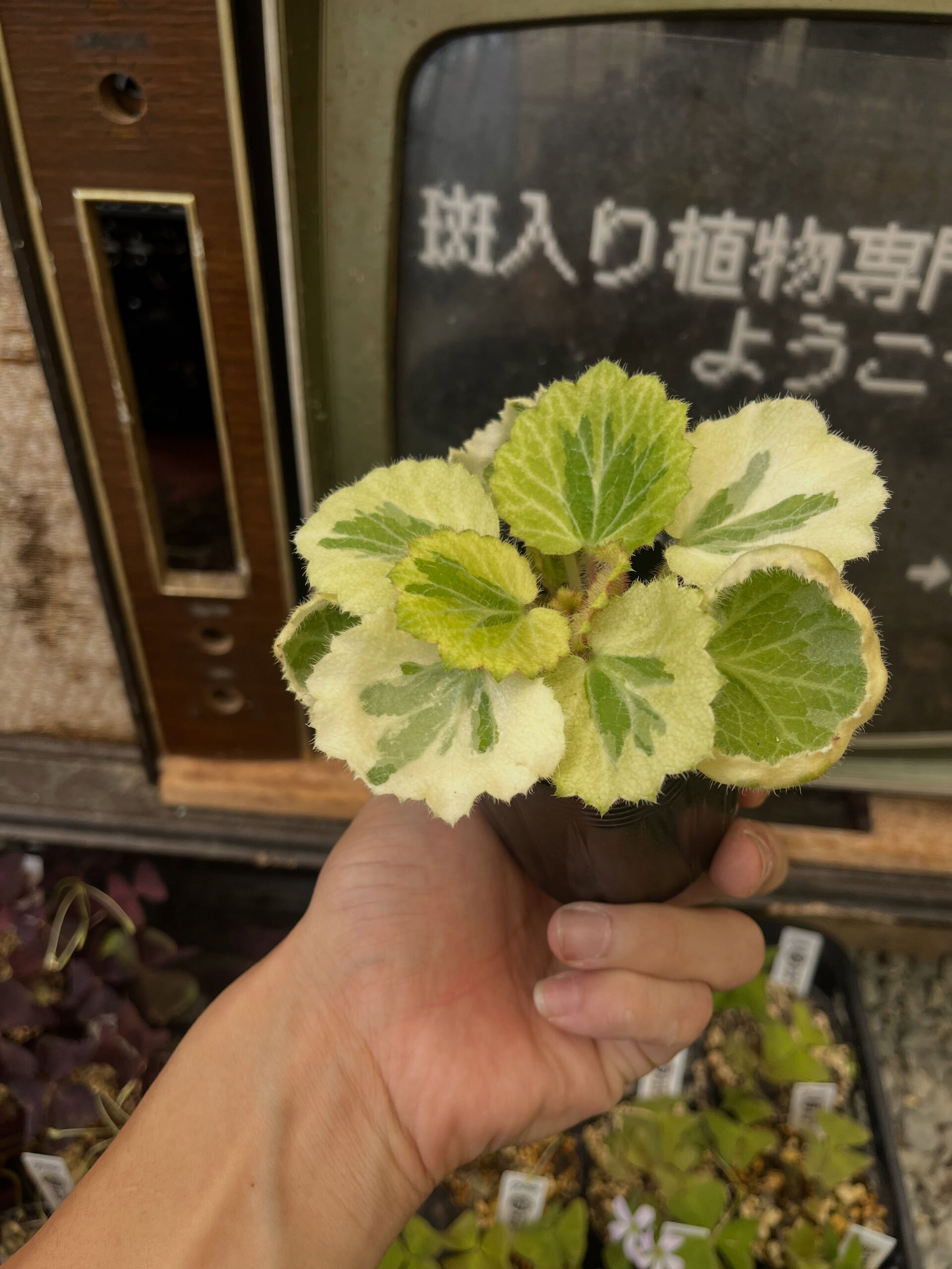 斑入り植物専門店〜錦〜です