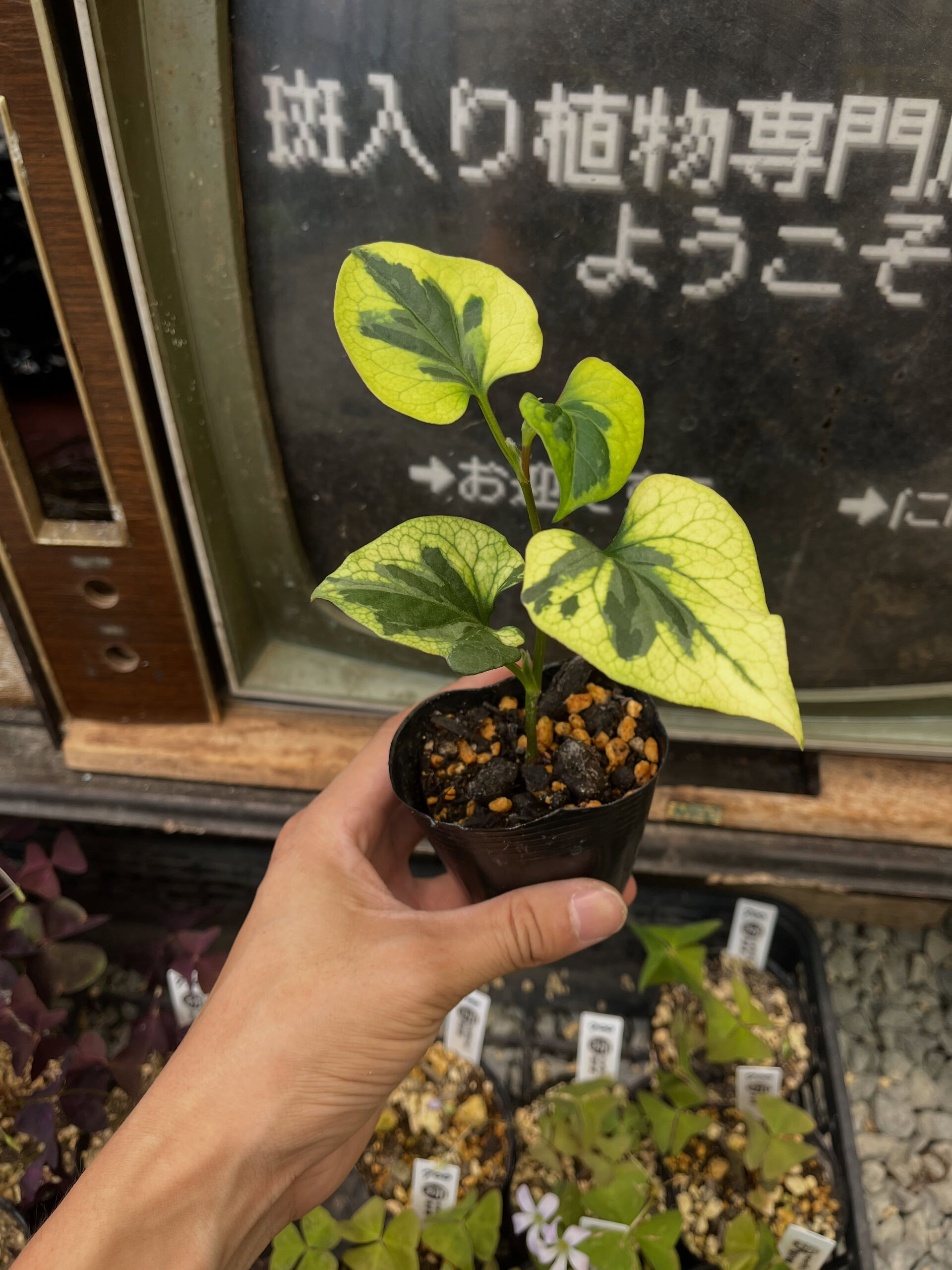 斑入り植物専門店〜錦〜です