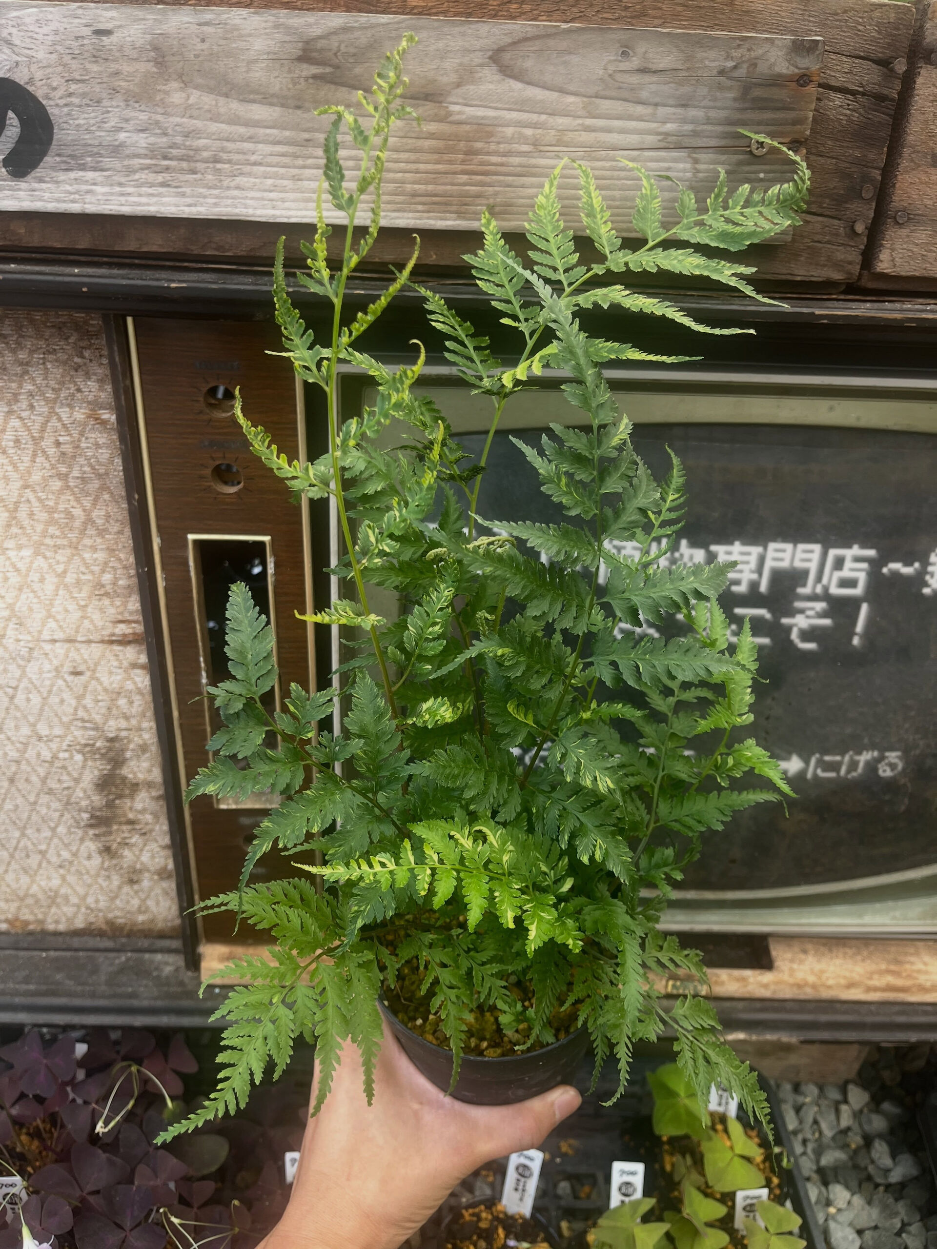 斑入り植物専門店〜錦〜です