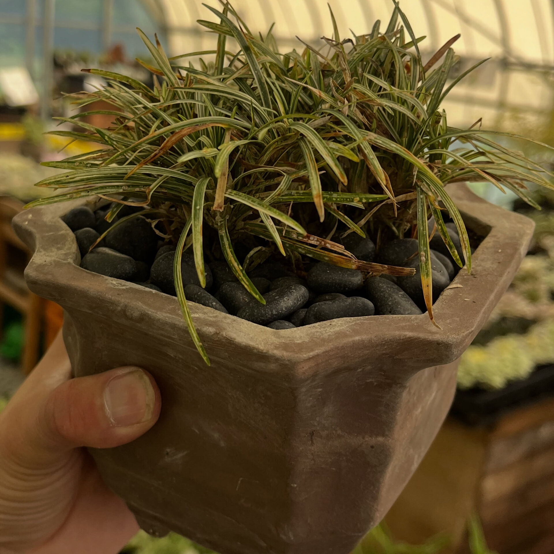 斑入り植物専門店〜錦〜です