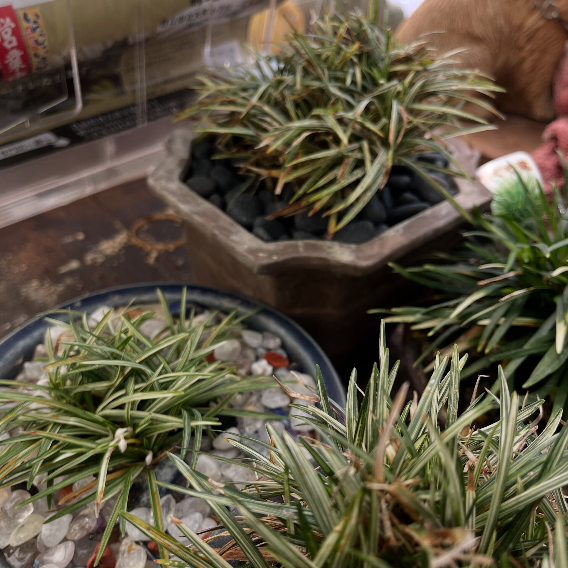 斑入り植物専門店〜錦〜です