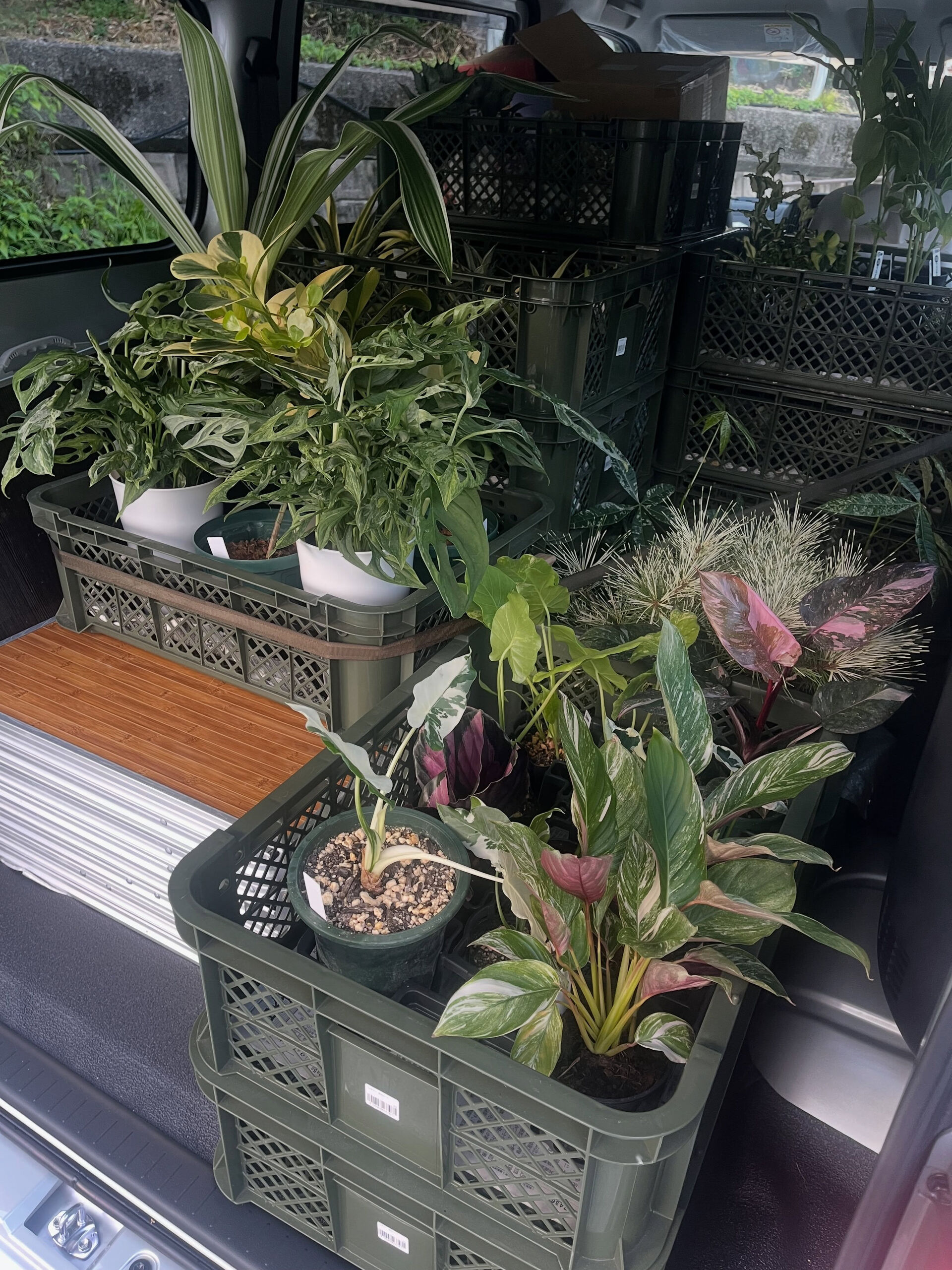 斑入り植物専門店〜錦〜です