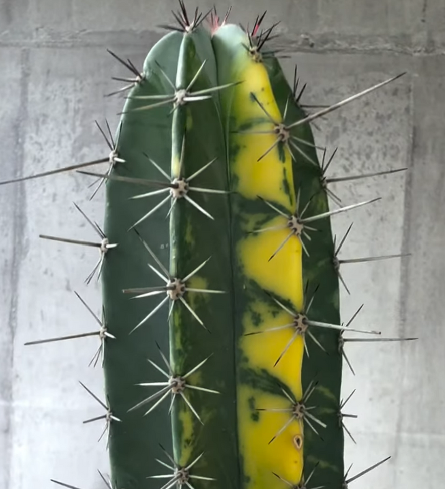 画像6921