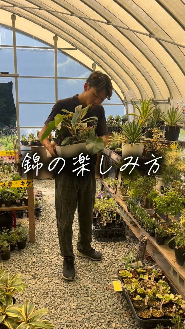 斑入り植物専門店〜錦〜と申します♪