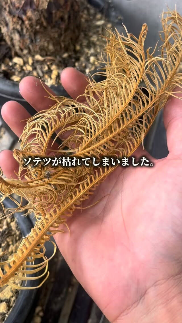 斑入り蘇轍…復活🎉🎉