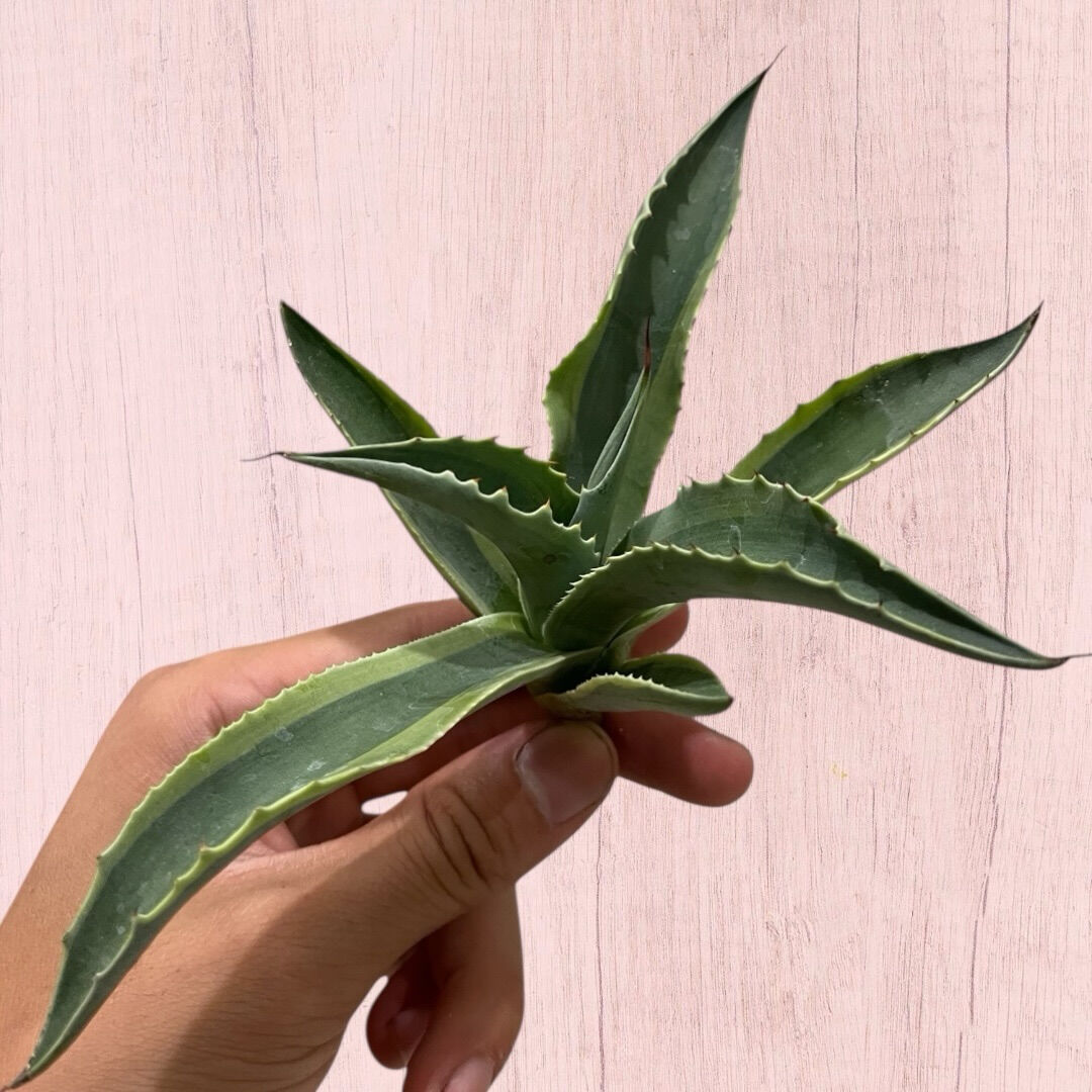アガベ入荷しました♪植え付け↑植え付けぇぇい↑↑