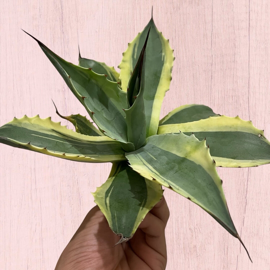 アガベ入荷しました♪植え付け↑植え付けぇぇい↑↑
