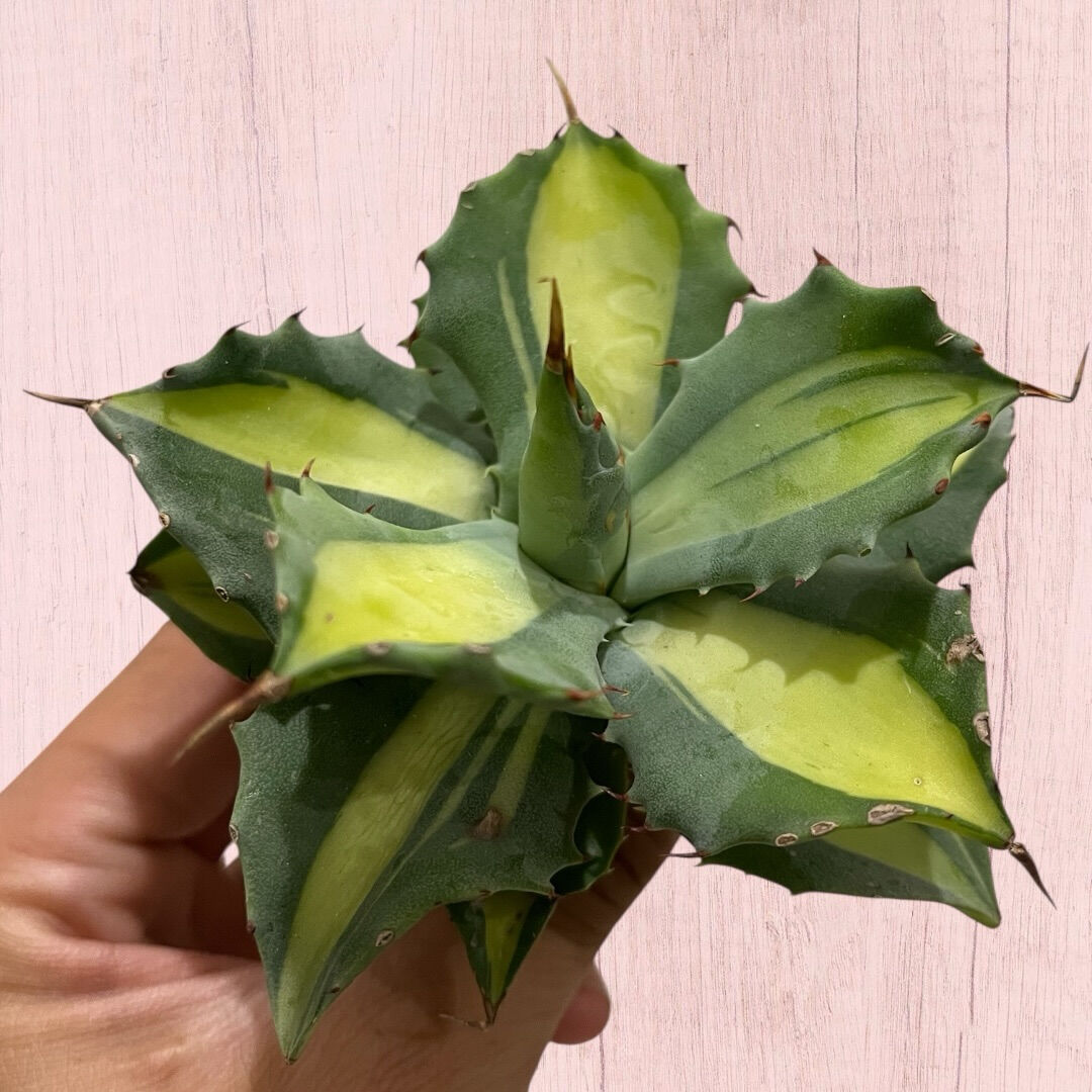 アガベ入荷しました♪植え付け↑植え付けぇぇい↑↑