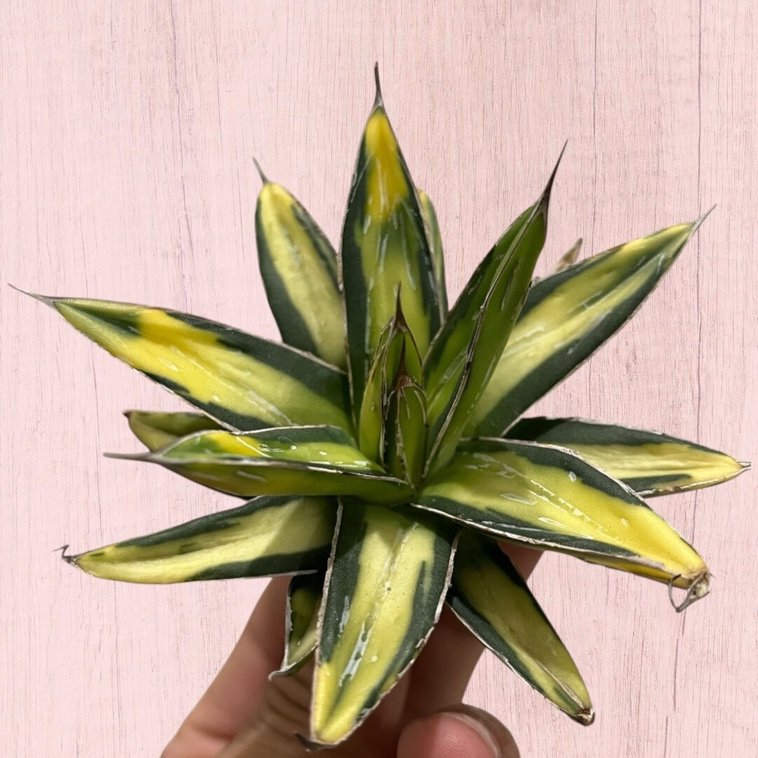 アガベ入荷しました♪植え付け↑植え付けぇぇい↑↑
