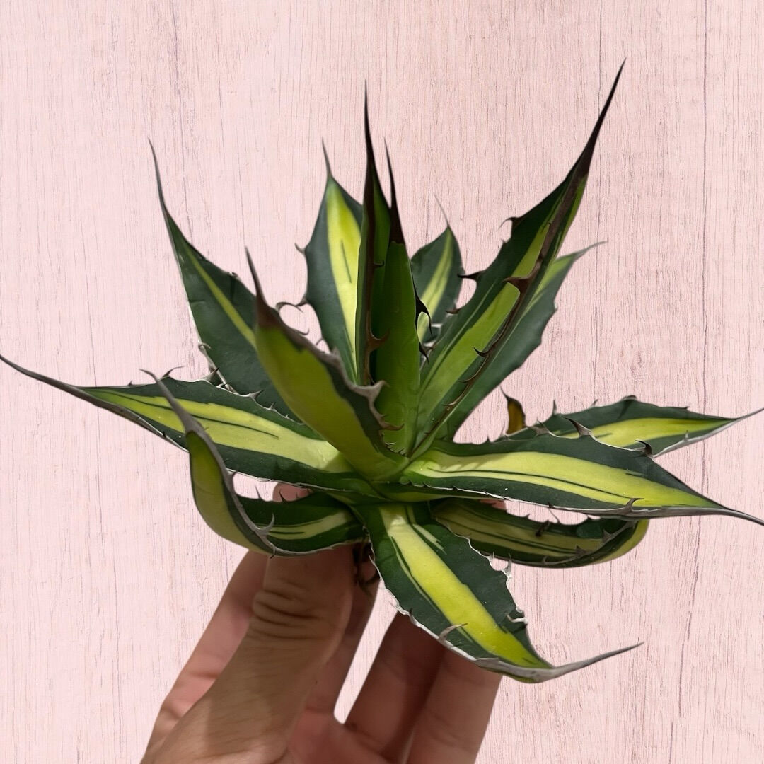 アガベ入荷しました♪植え付け↑植え付けぇぇい↑↑