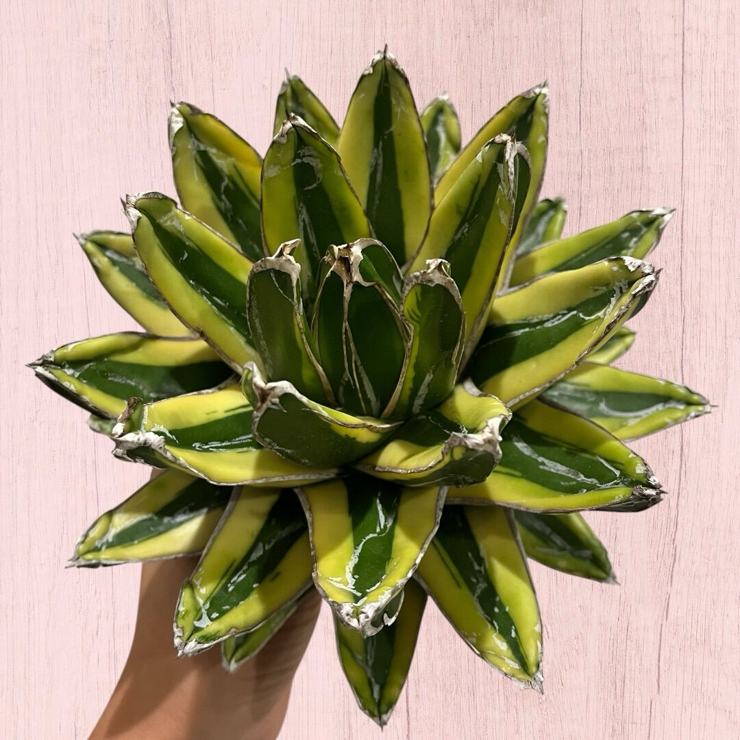 アガベ入荷しました♪植え付け↑植え付けぇぇい↑↑