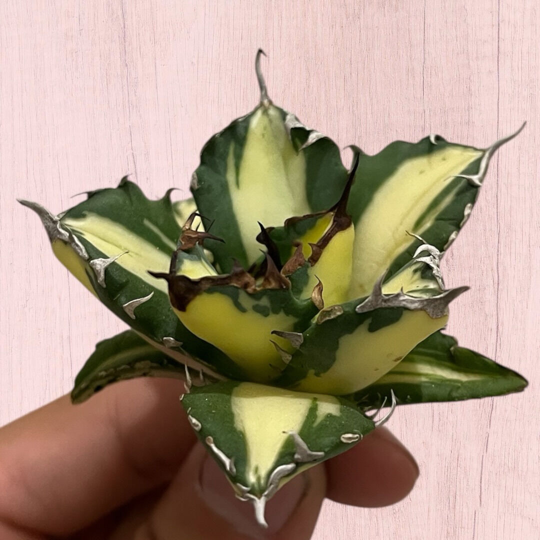 アガベ入荷しました♪植え付け↑植え付けぇぇい↑↑
