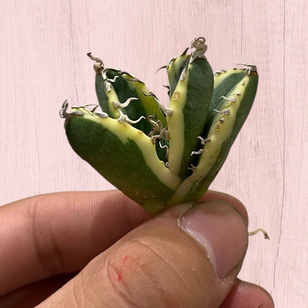 アガベ入荷しました♪植え付け↑植え付けぇぇい↑↑