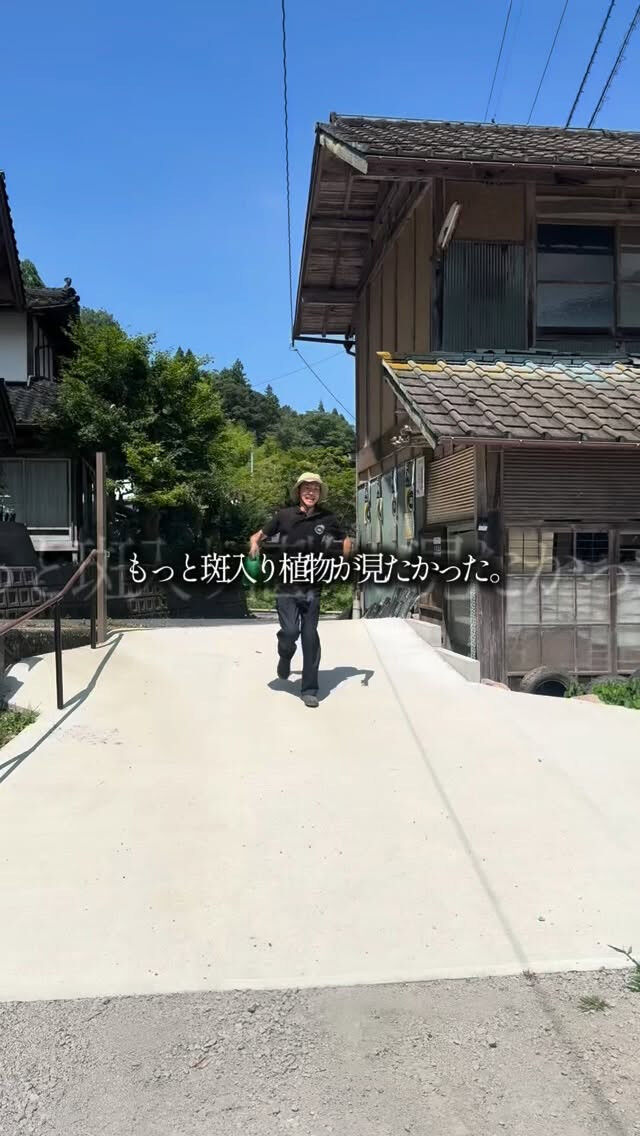 「もっと、斑入り植物を見たい