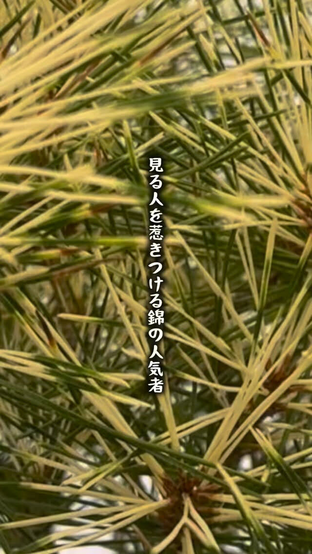 🌿 当店人気No.1 🌿