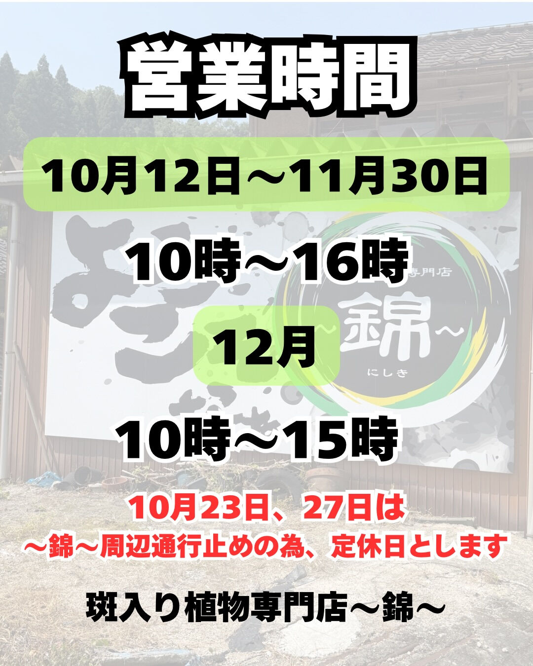 斑入り植物専門店～錦～です🌱