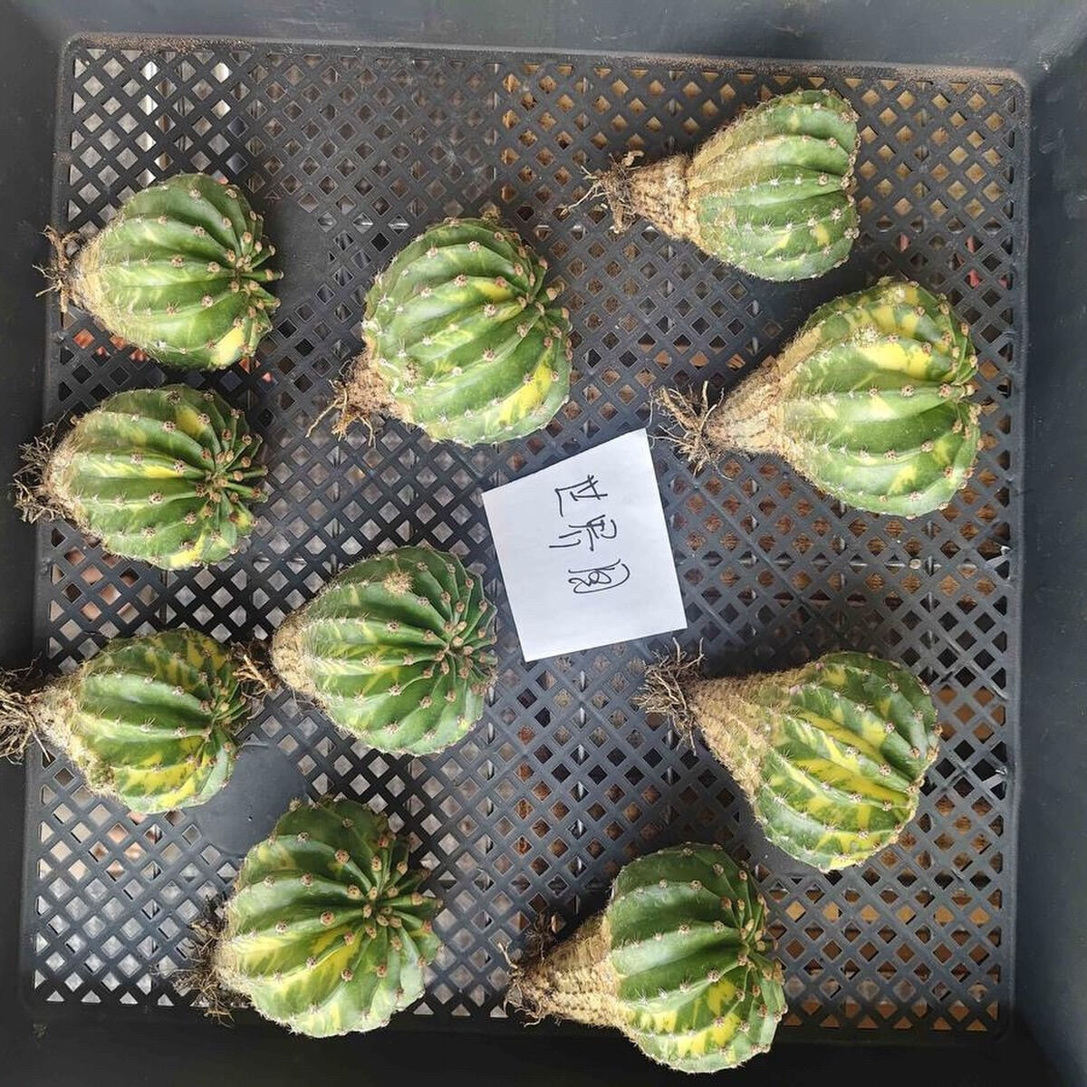 間も無く入荷予定