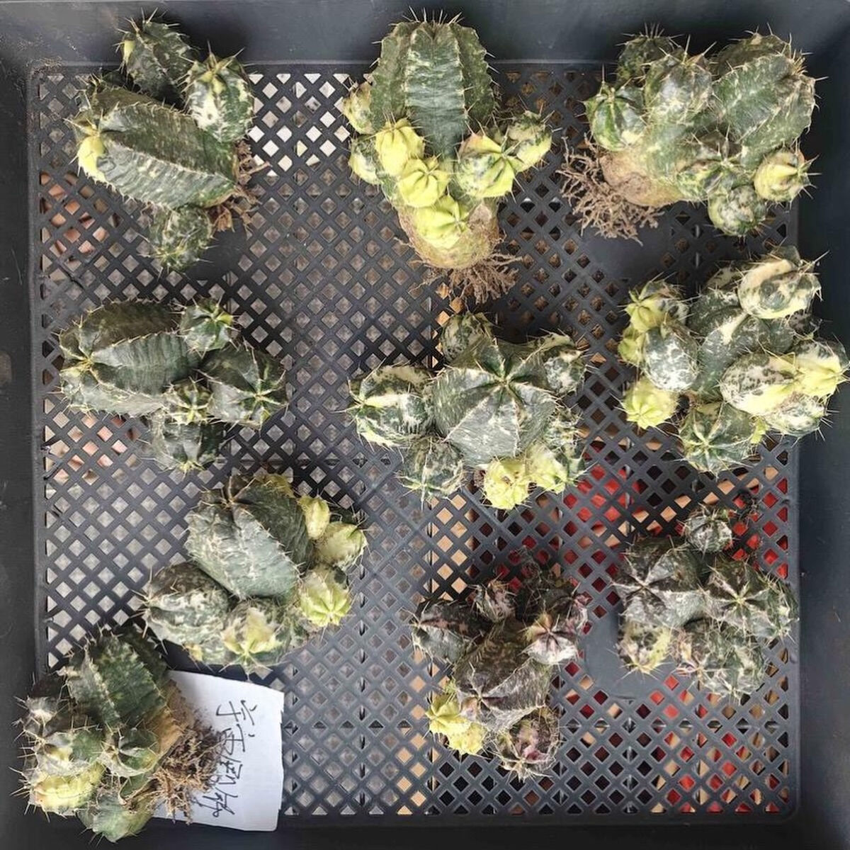 間も無く入荷予定