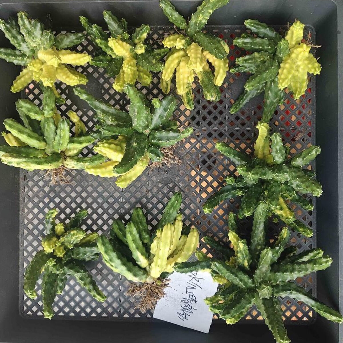 間も無く入荷予定