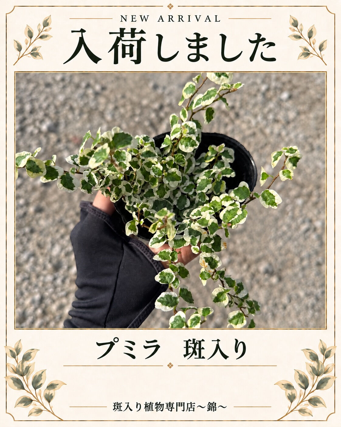 入荷情報ℹ️