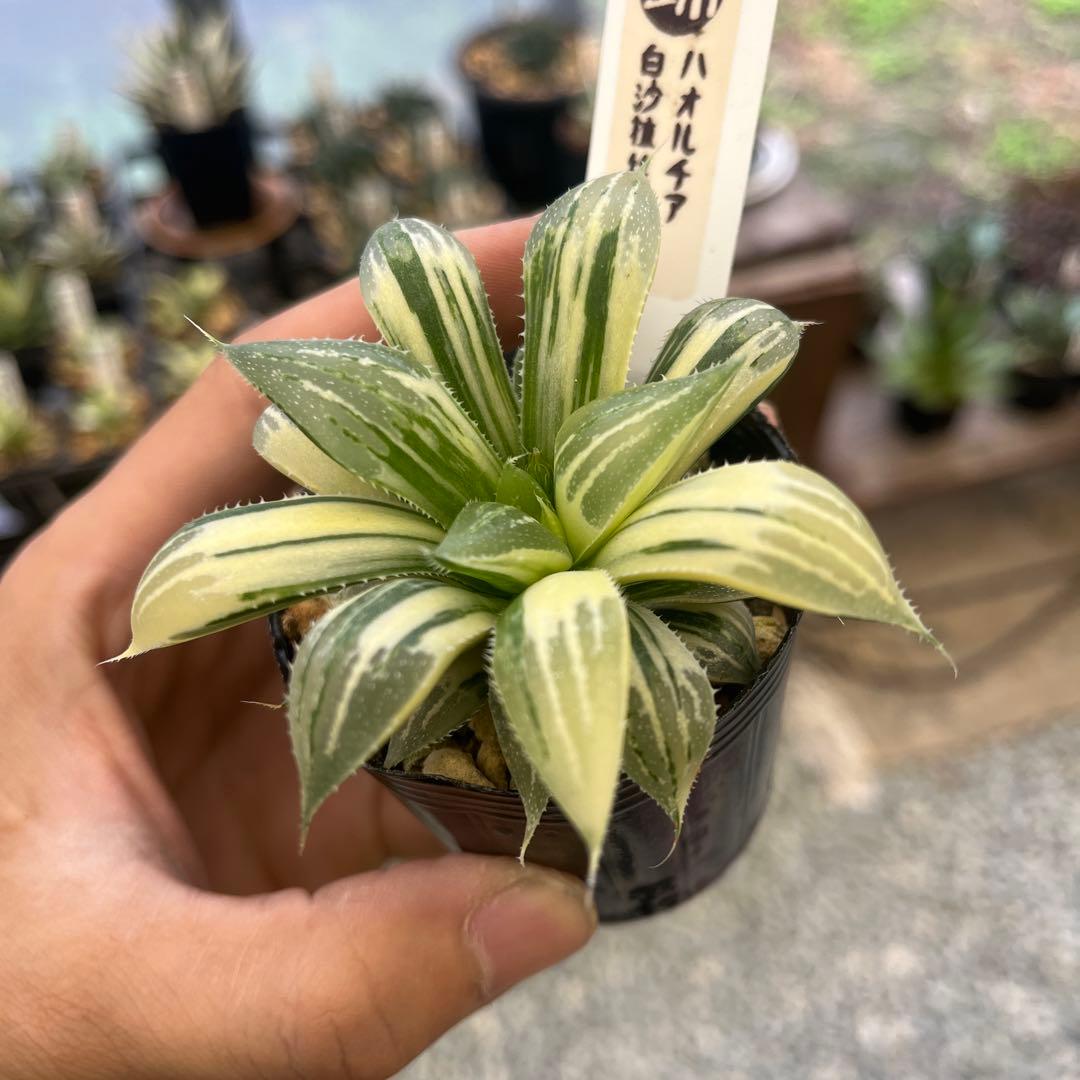 アガベ 赤雷 斑入り